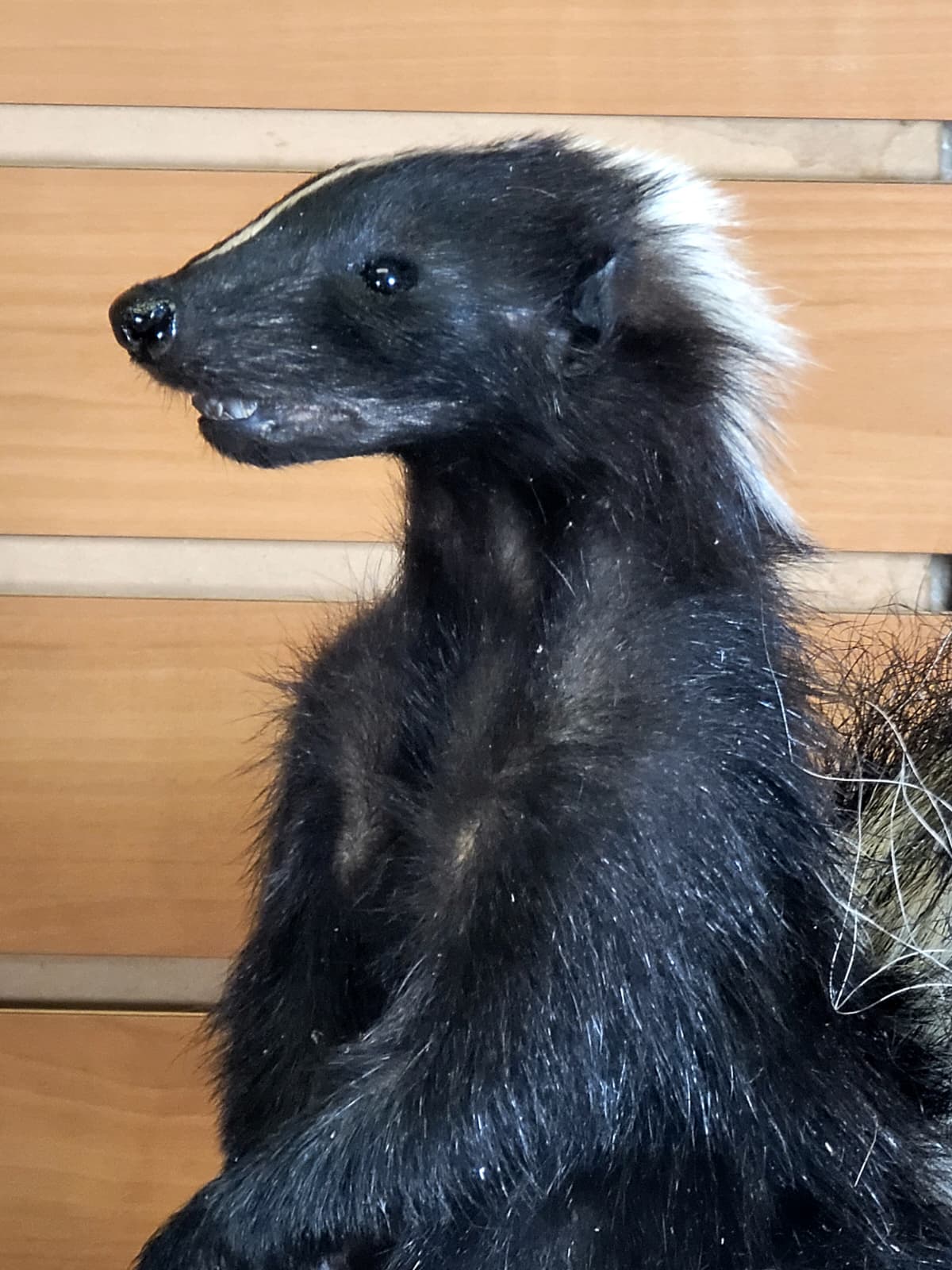 FHSKU307 - Full-Body baby Skunk Taxidermy Mount