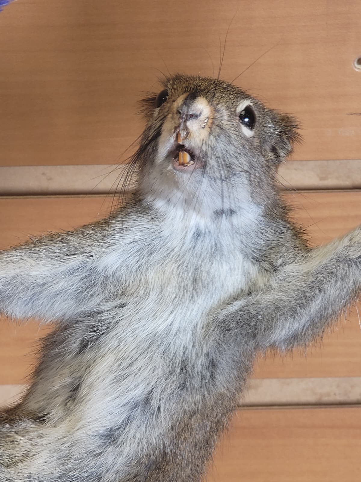 FHSQ301 - Stripping American Red Squirrel Taxidermy Mount