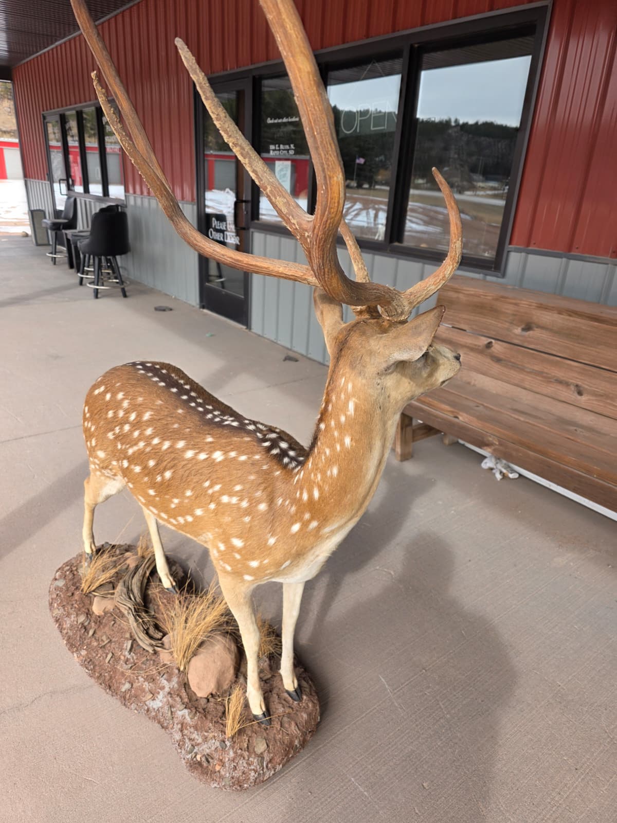 JTV320A - Axis Deer Taxidermy Mount – Exotic Spotted Trophy Display