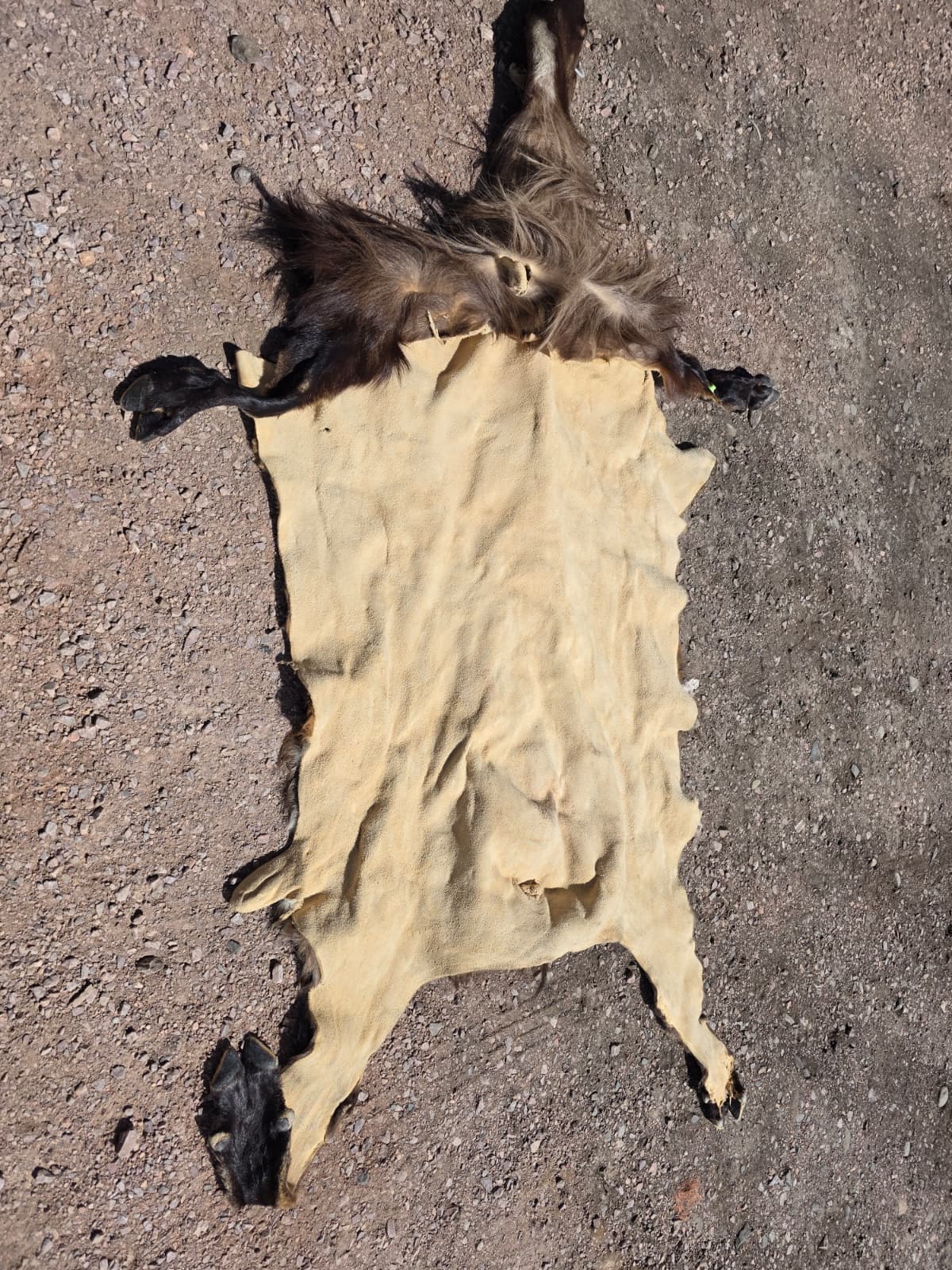 Jtv447 - Himalayan Tahr hide