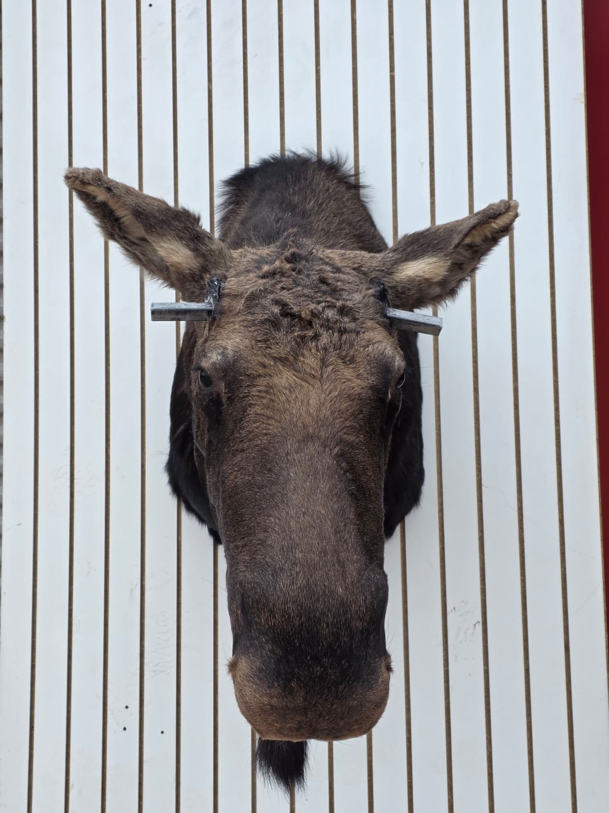 Fhcm82 - massive 63" Wide Double Main Beam Alaskan Moose Shoulder Mount Taxidermy