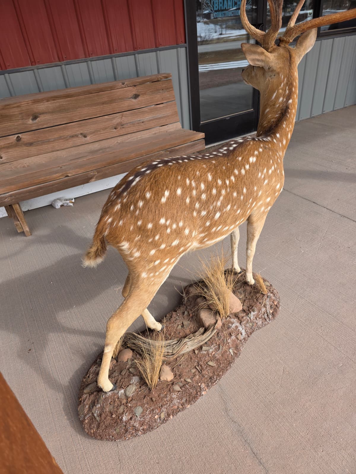 JTV320A - Axis Deer Taxidermy Mount – Exotic Spotted Trophy Display
