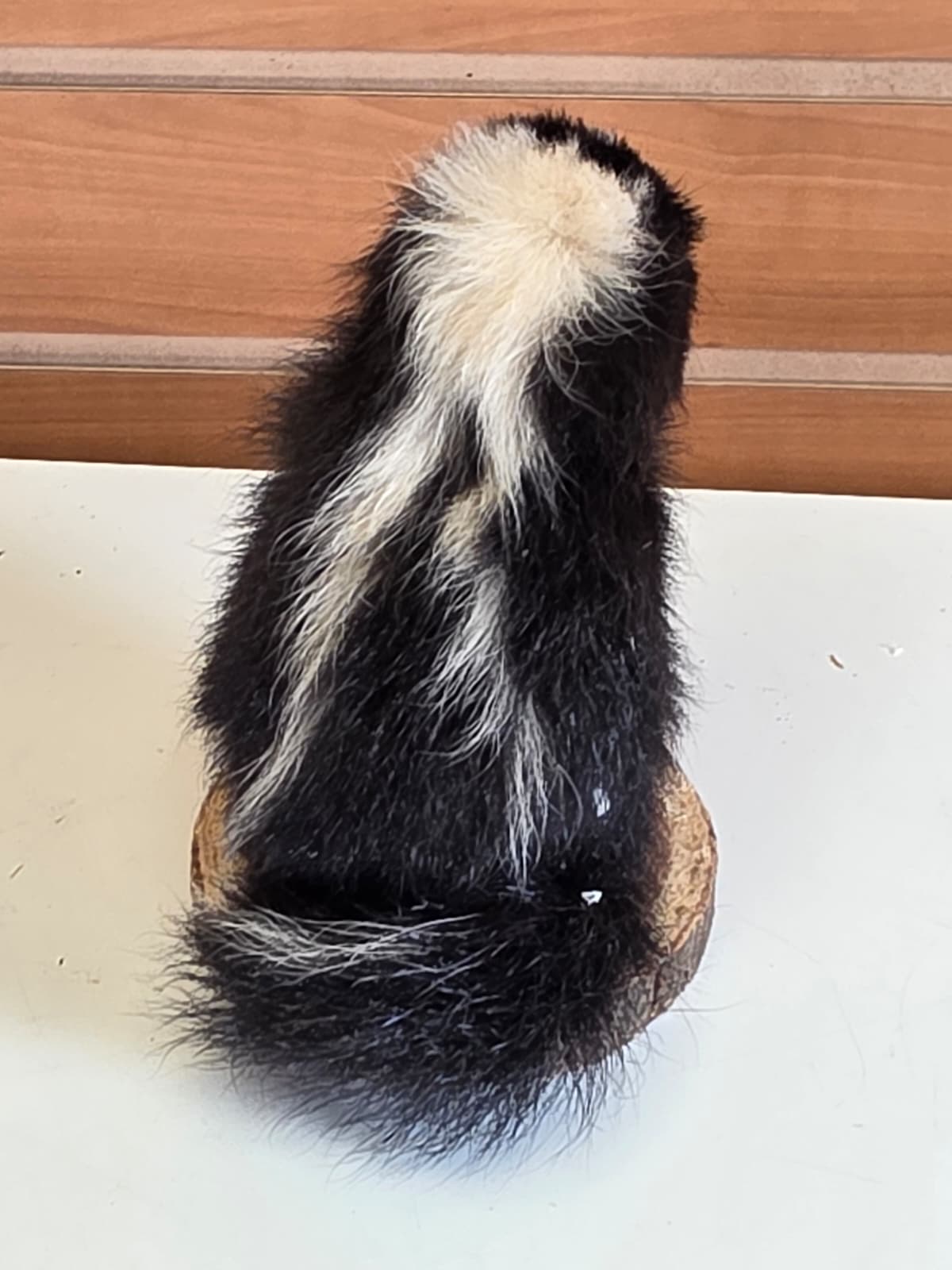 FHCK142 - baby skunk taxidermy mount