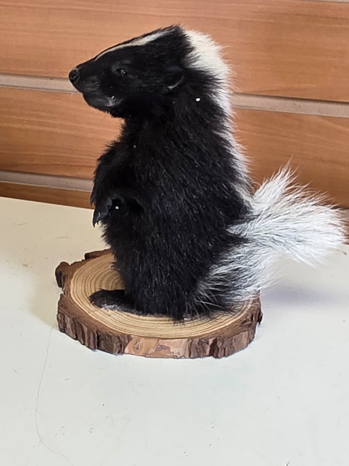 FHCK143 - baby skunk taxidermy mount