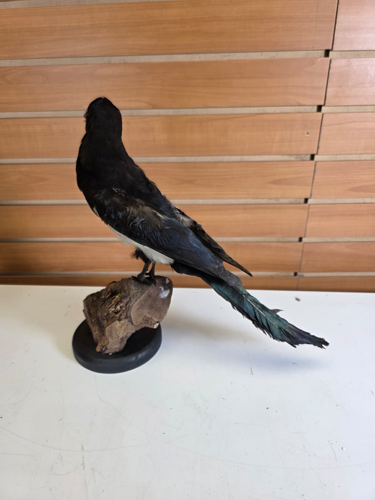 SPLL11 - Taxidermy Eurasian Magpie