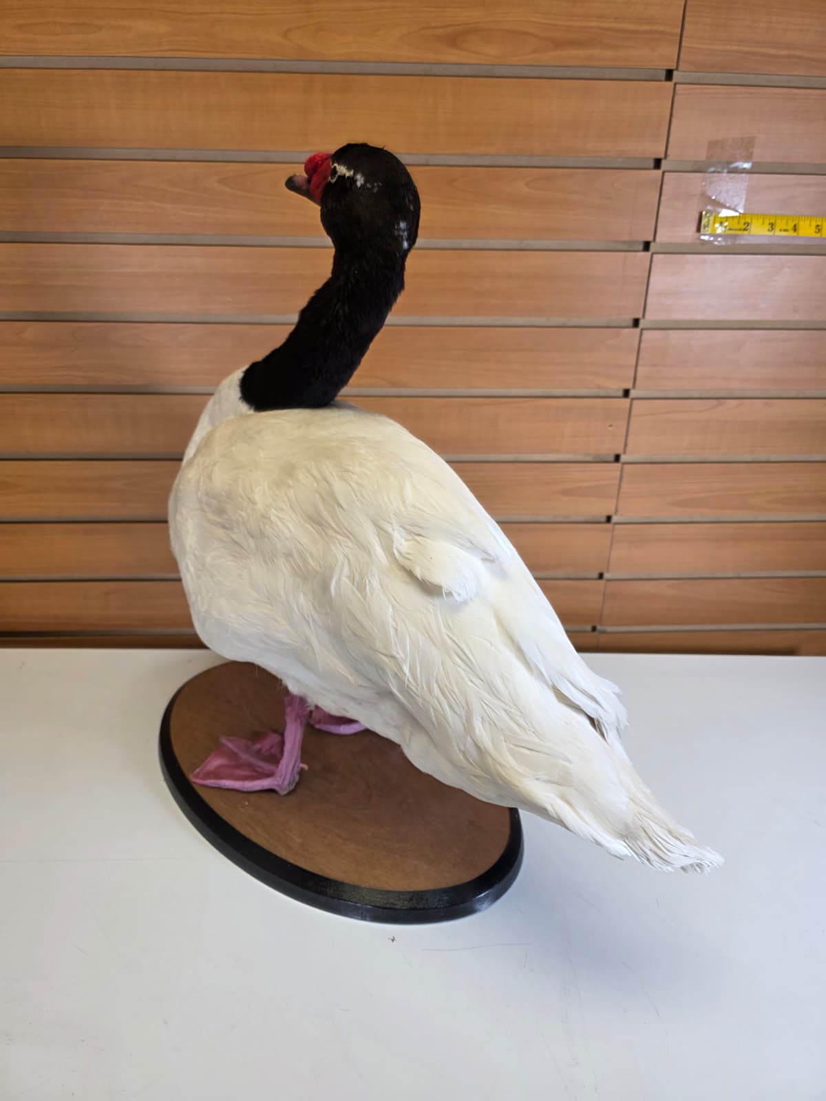 JTV302 - Taxidermy Black-Necked Swan – Arm Raised