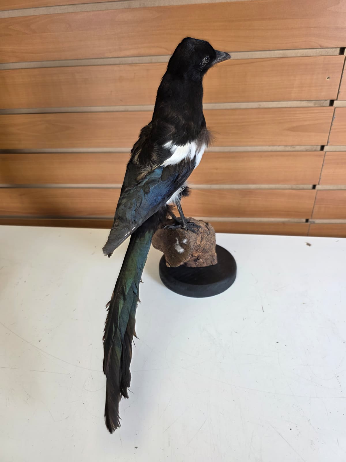 SPLL11 - Taxidermy Eurasian Magpie