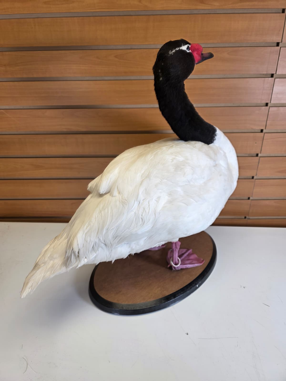 JTV302 - Taxidermy Black-Necked Swan – Arm Raised