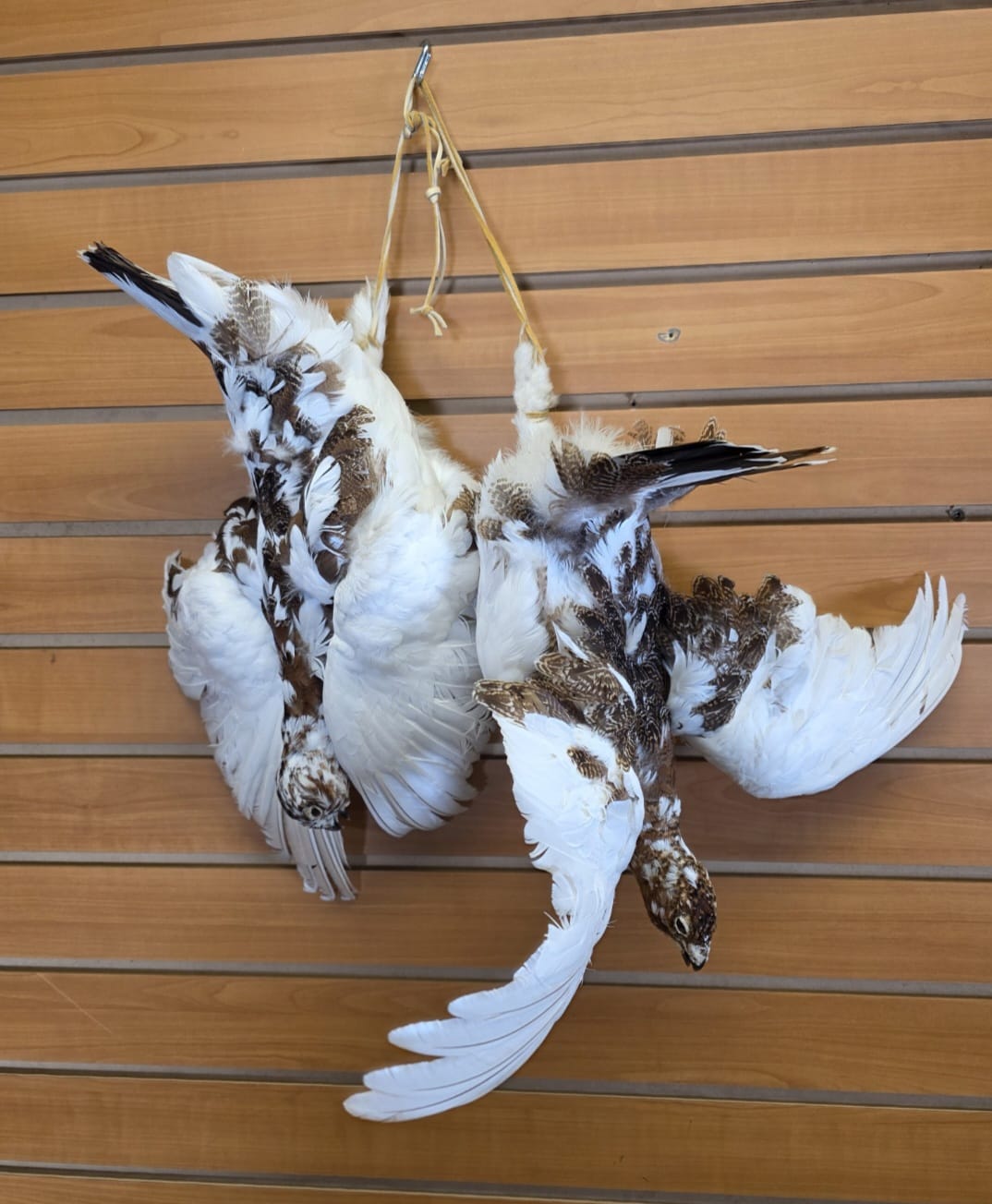 JTV270 - Ptarmigan Taxidermy Mount