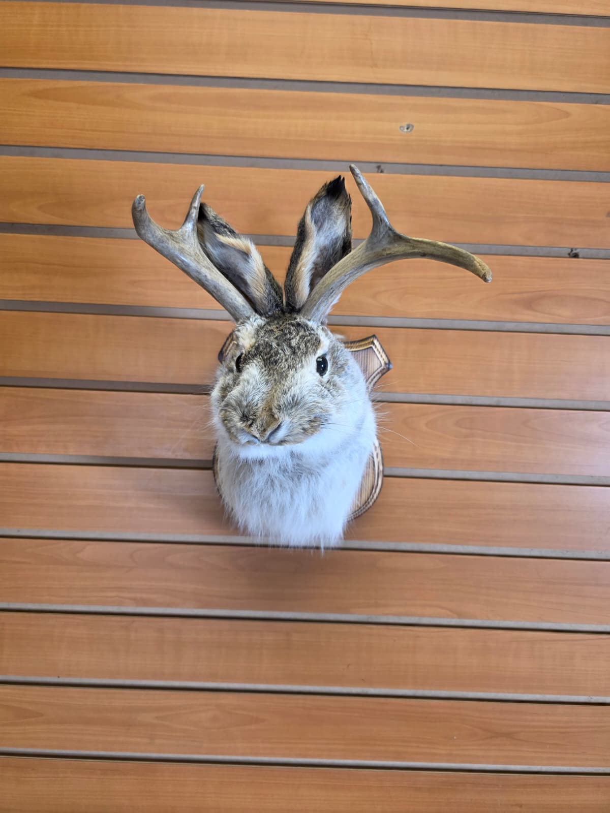 FHJK14 - Jackalope Head Taxidermy Mount