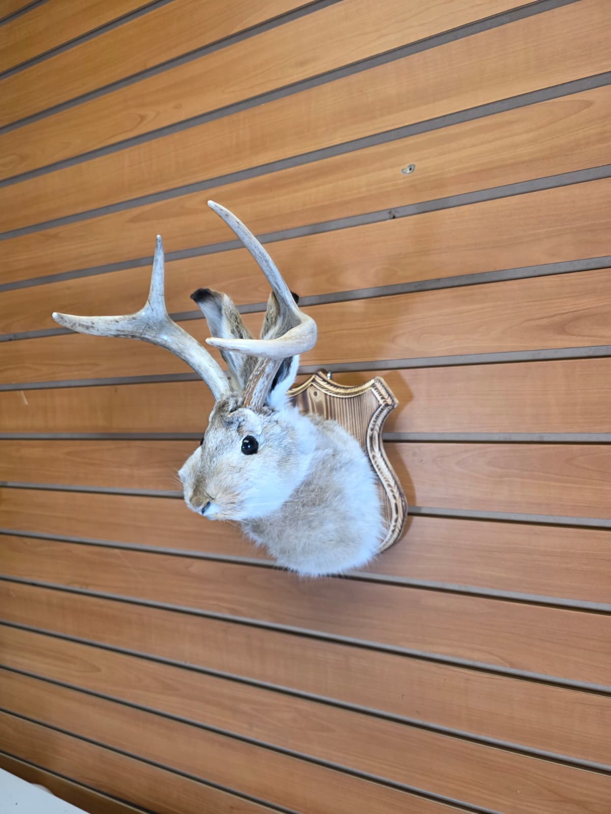 FHJK16 - Jackalope Head Taxidermy Mount