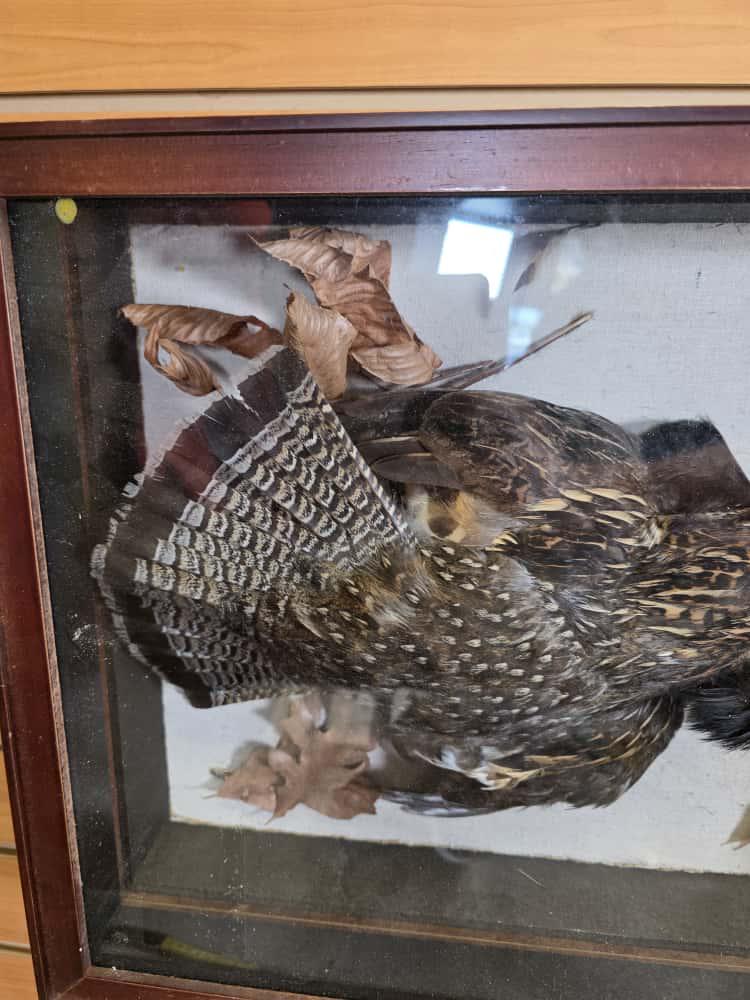 JTV272 - Grouse Shadow Box Taxidermy Mount