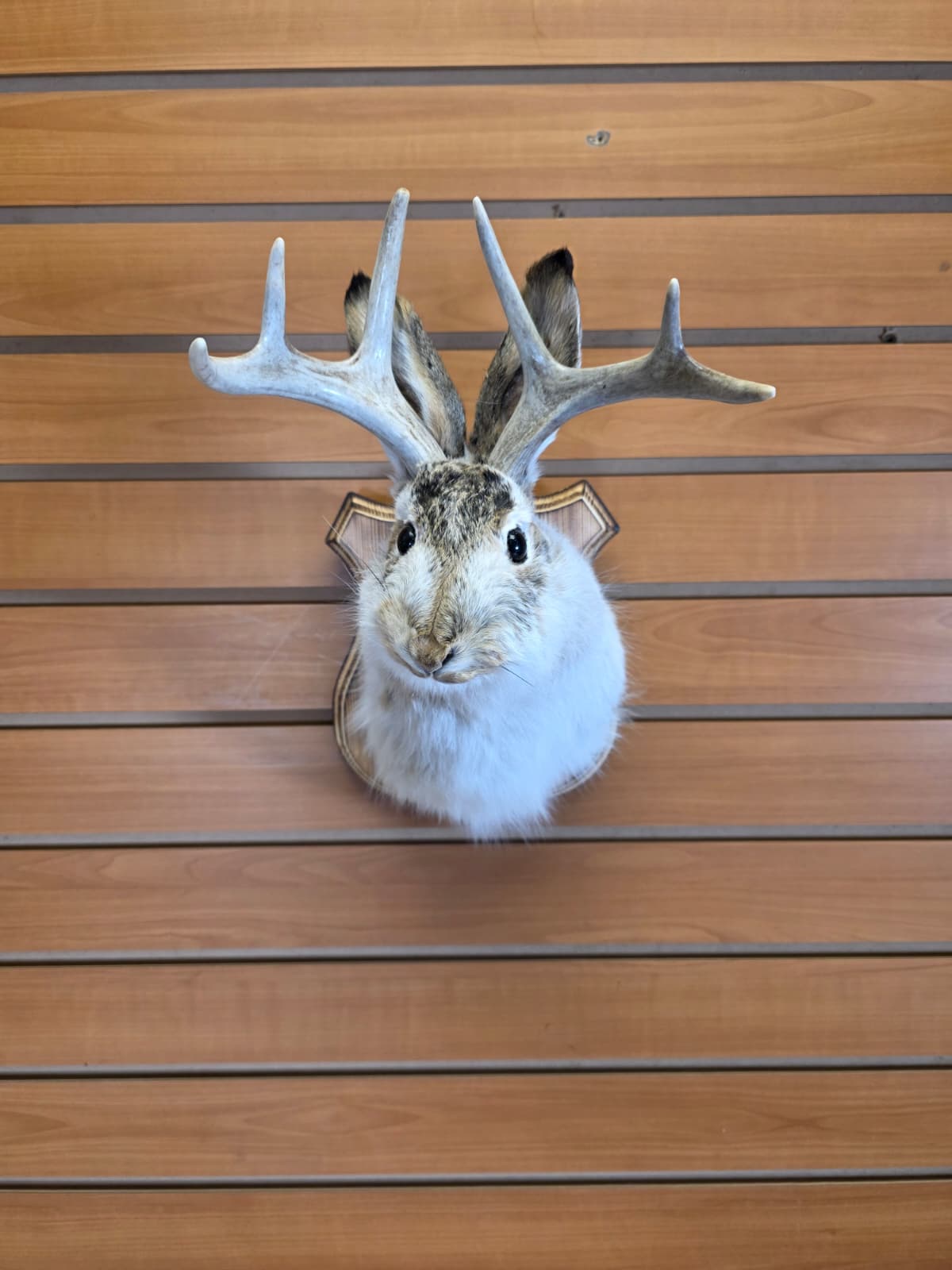FHJK8 - Jackalope Head Taxidermy Mount
