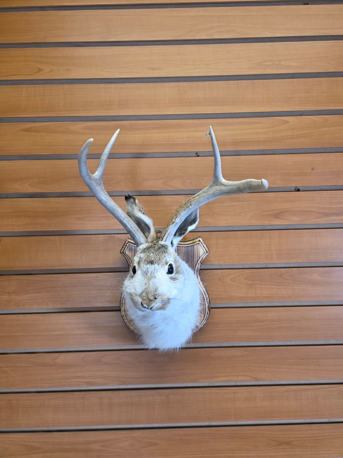 FHJK15 - Jackalope Head Taxidermy Mount