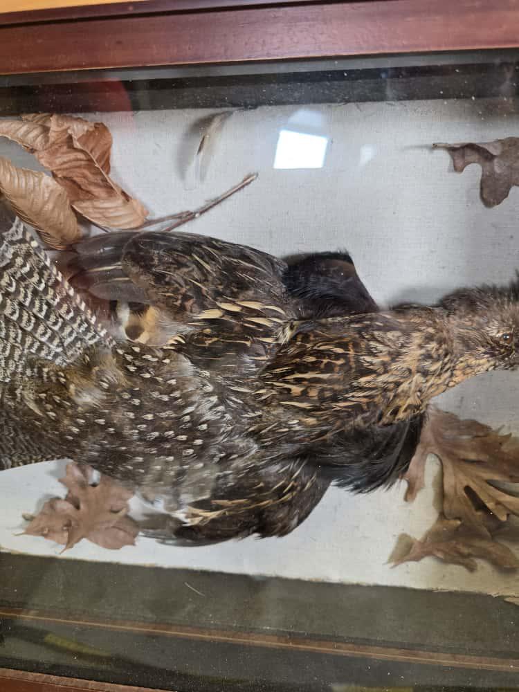 JTV272 - Grouse Shadow Box Taxidermy Mount