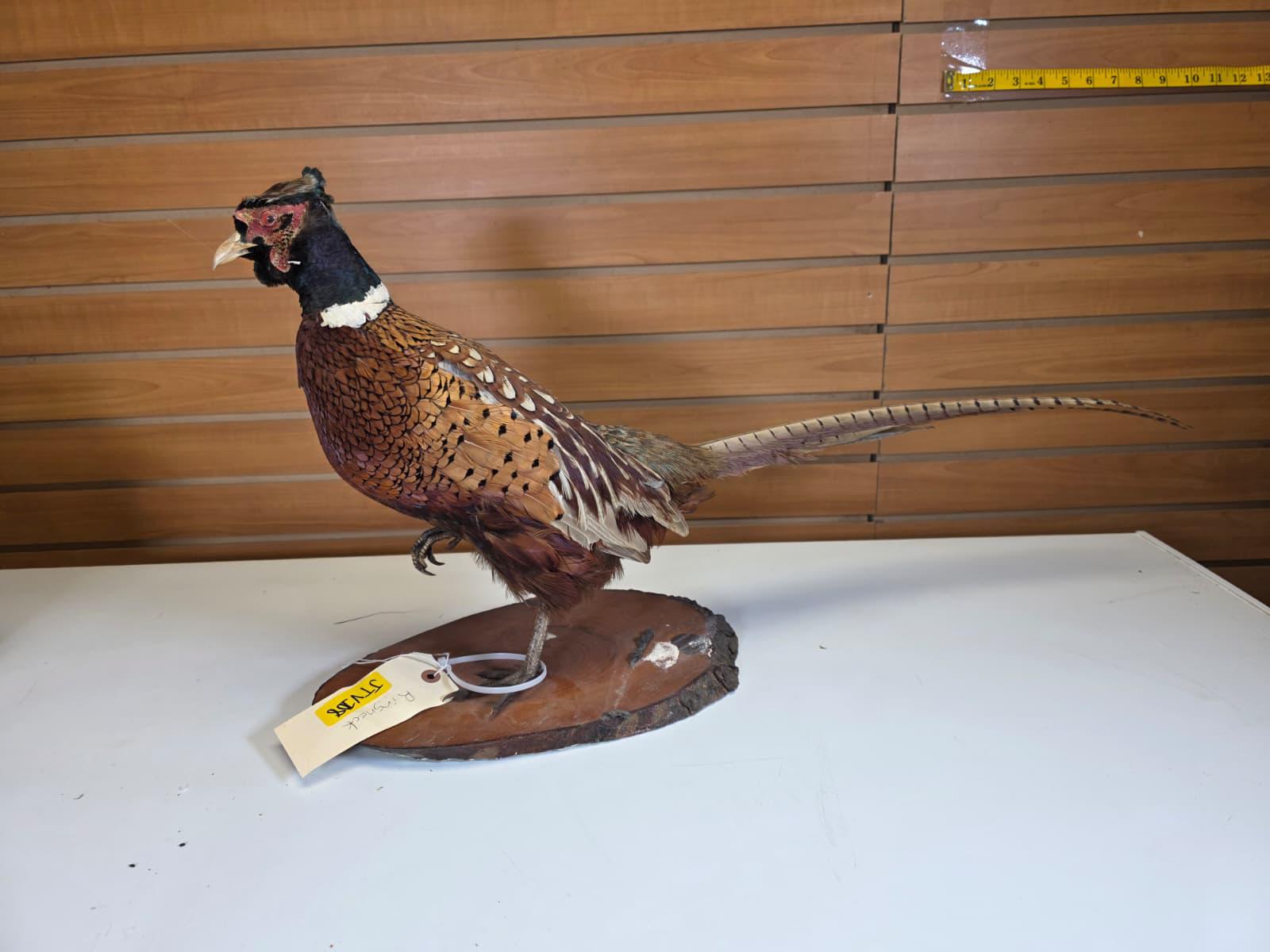 JTV108 - Ring-necked Pheasant Taxidermy Mount