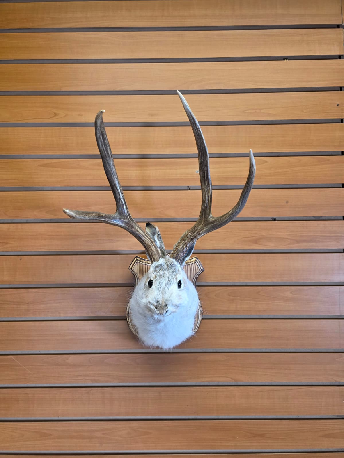 FHJK6 - Jackalope Head Taxidermy Mount