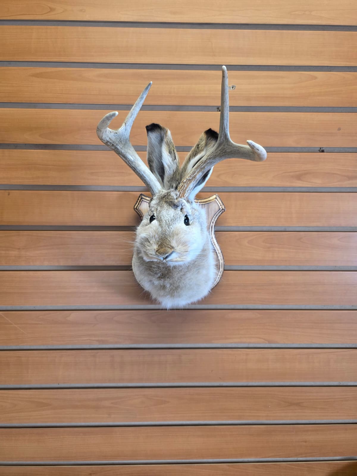 FHJK16 - Jackalope Head Taxidermy Mount
