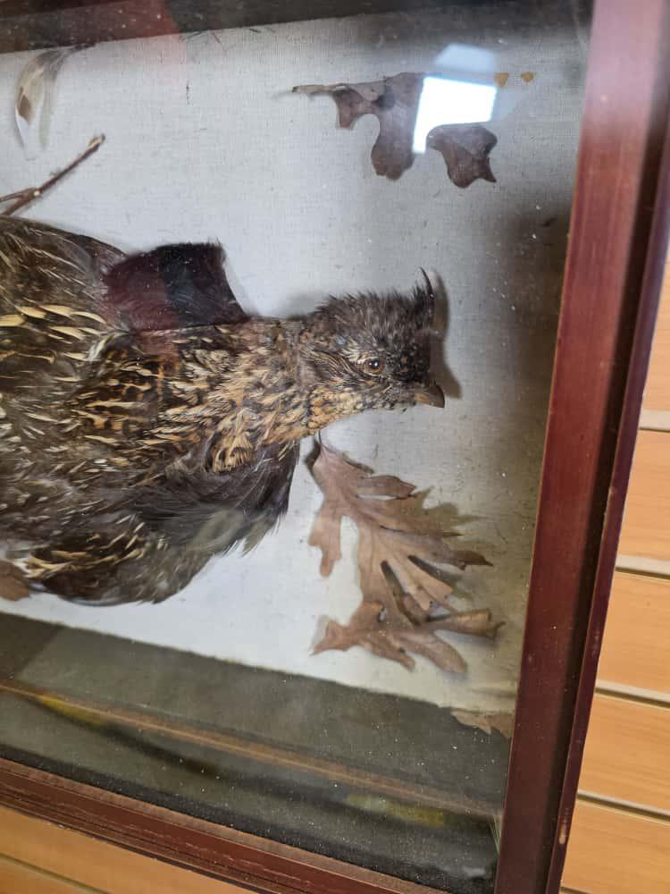 JTV272 - Grouse Shadow Box Taxidermy Mount