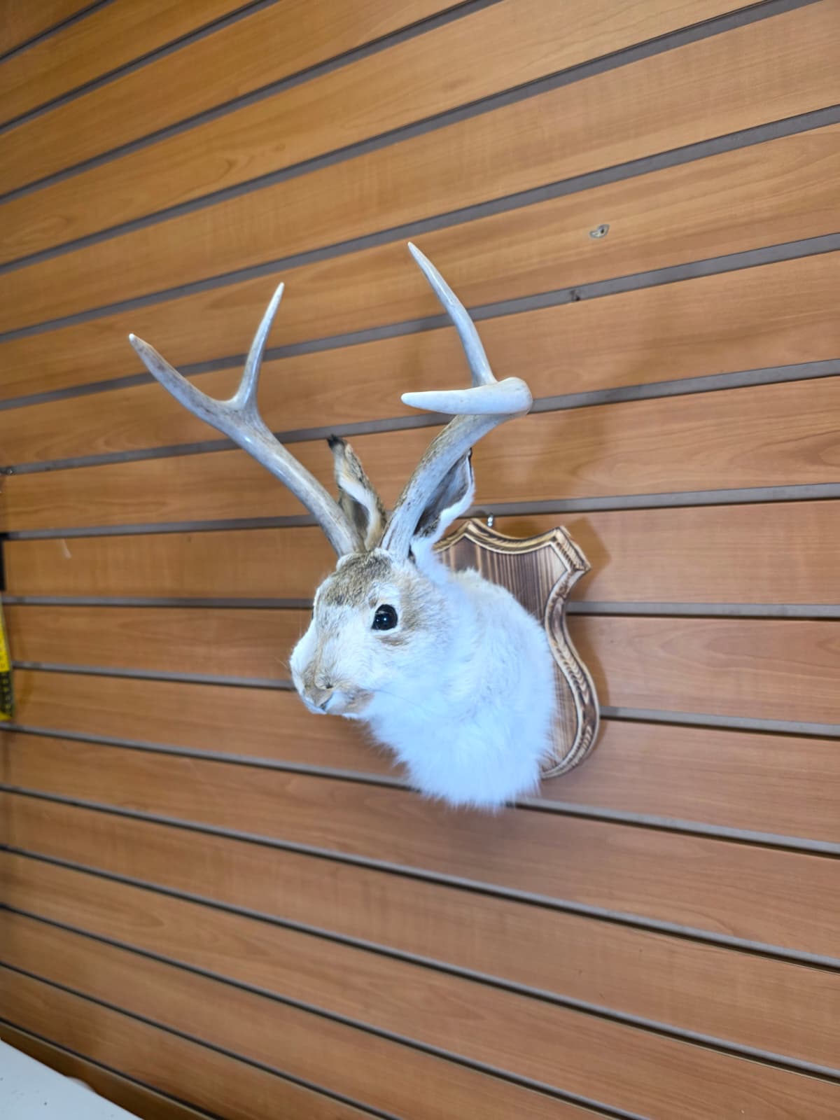 FHJK15 - Jackalope Head Taxidermy Mount