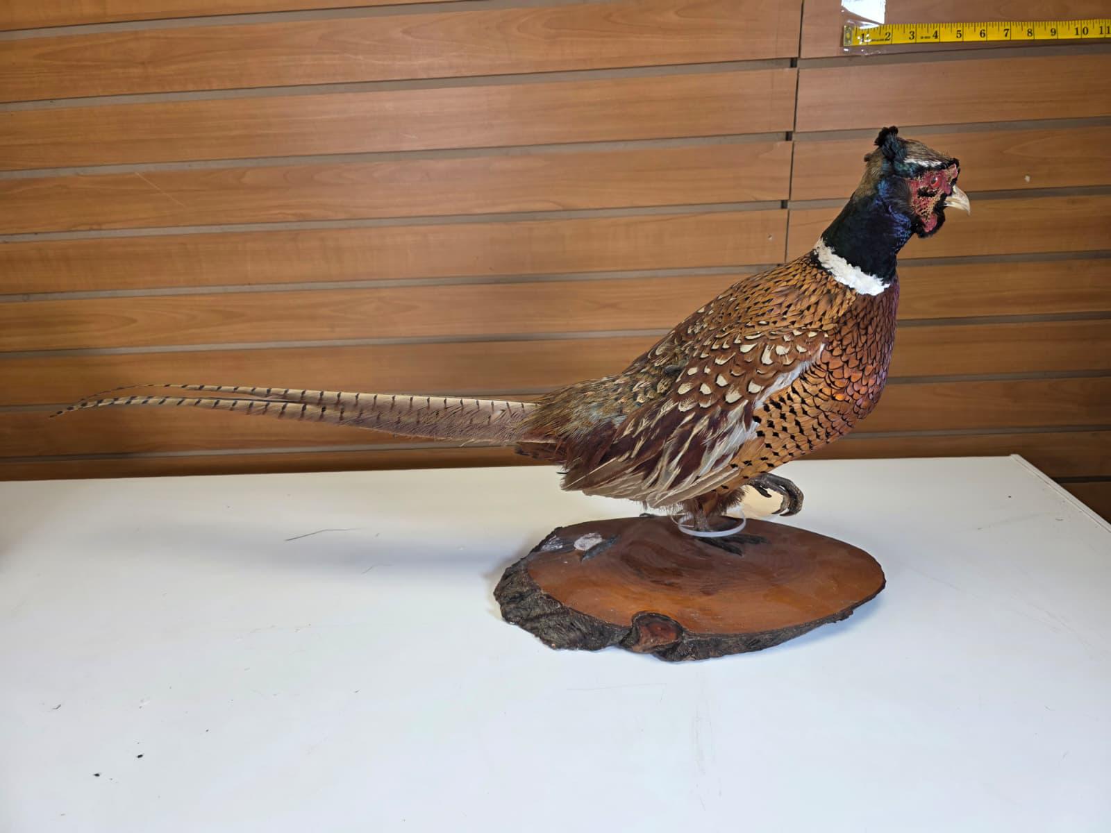 JTV108 - Ring-necked Pheasant Taxidermy Mount