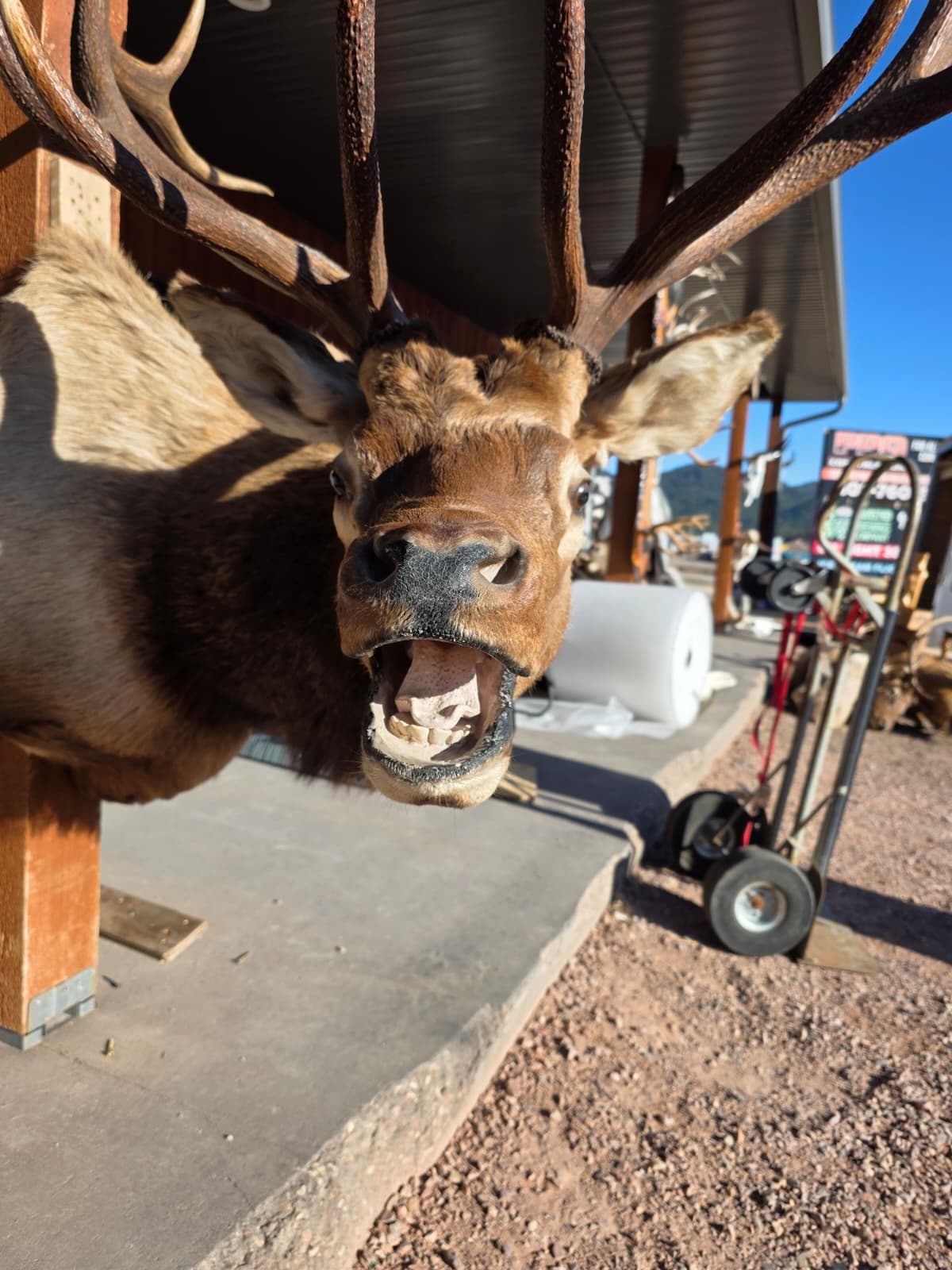 JTV298  - Elk Head Taxidermy Mount