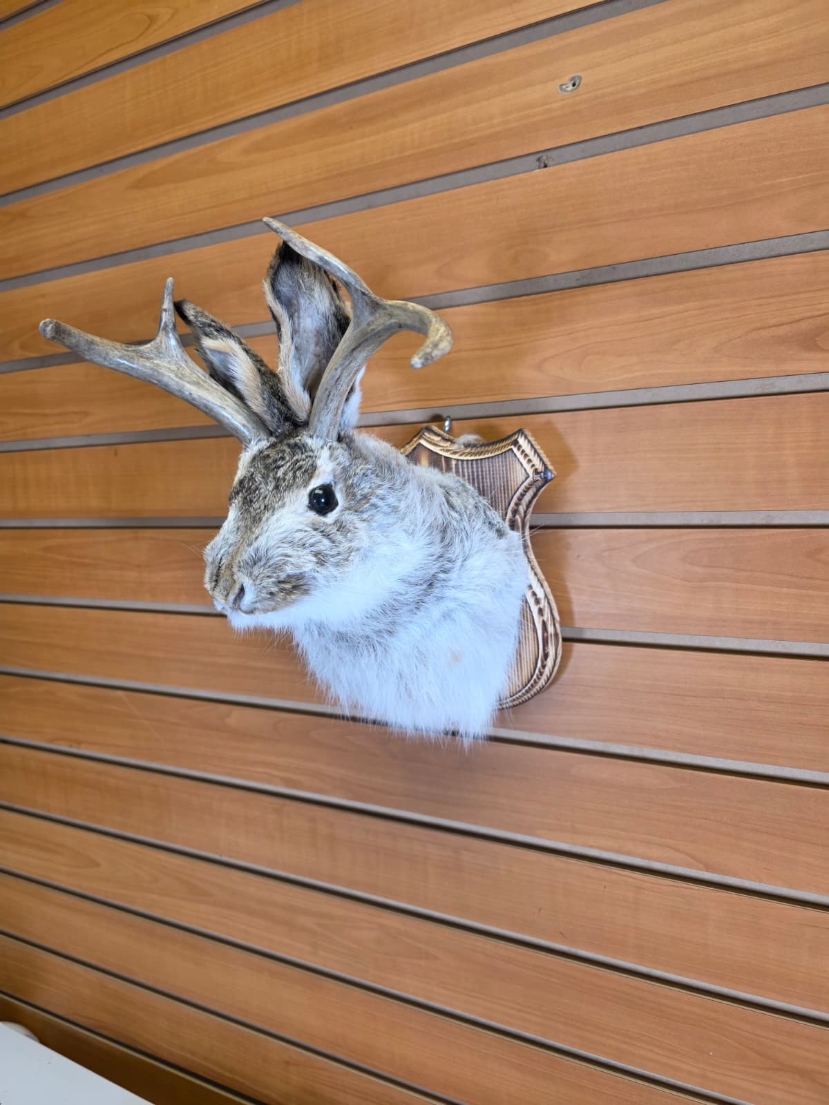 FHJK14 - Jackalope Head Taxidermy Mount