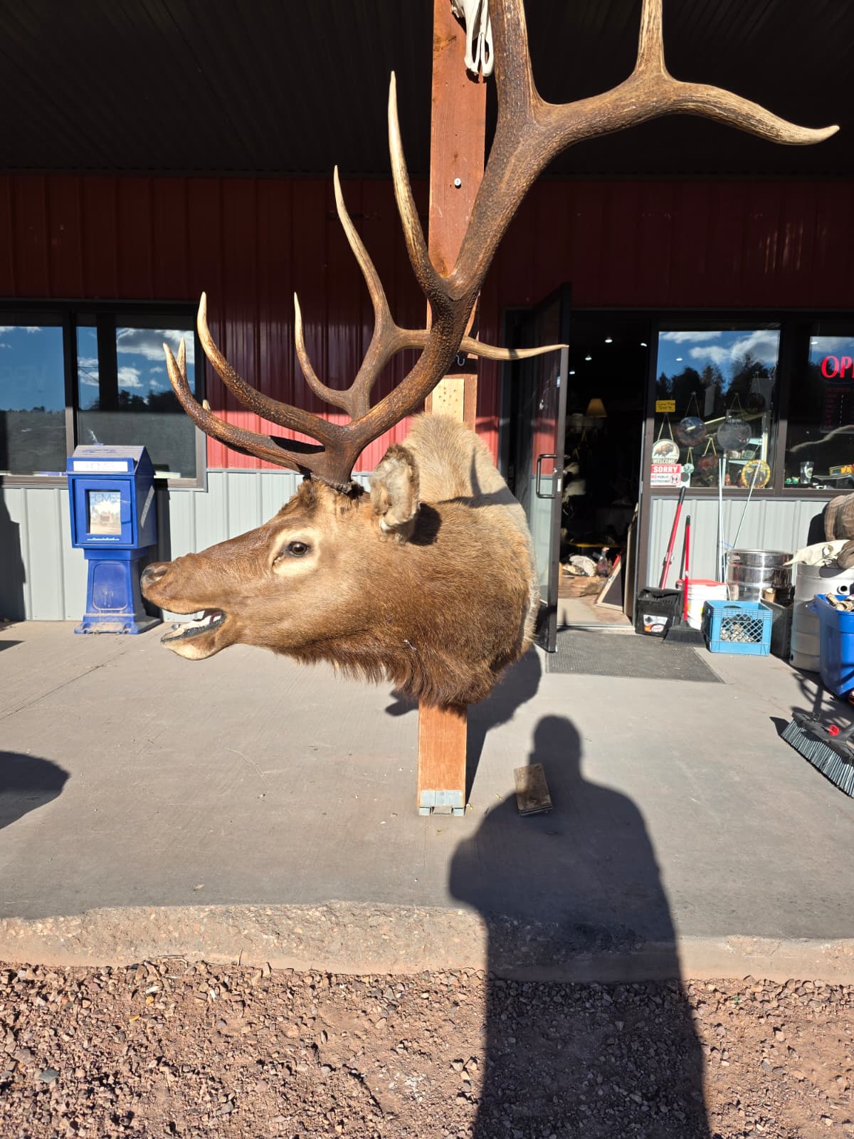 JTV298  - Elk Head Taxidermy Mount