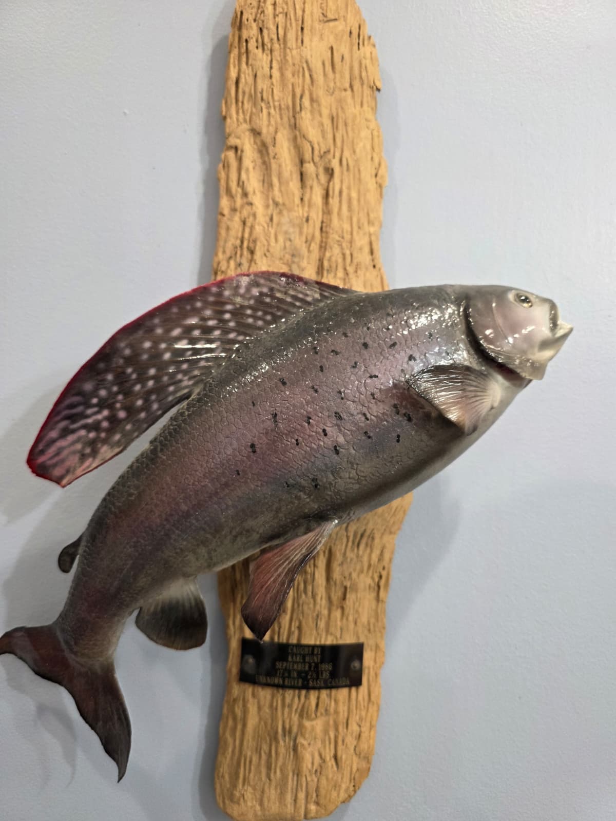 JTV302 - Arctic Grayling fish Taxidermy Mount