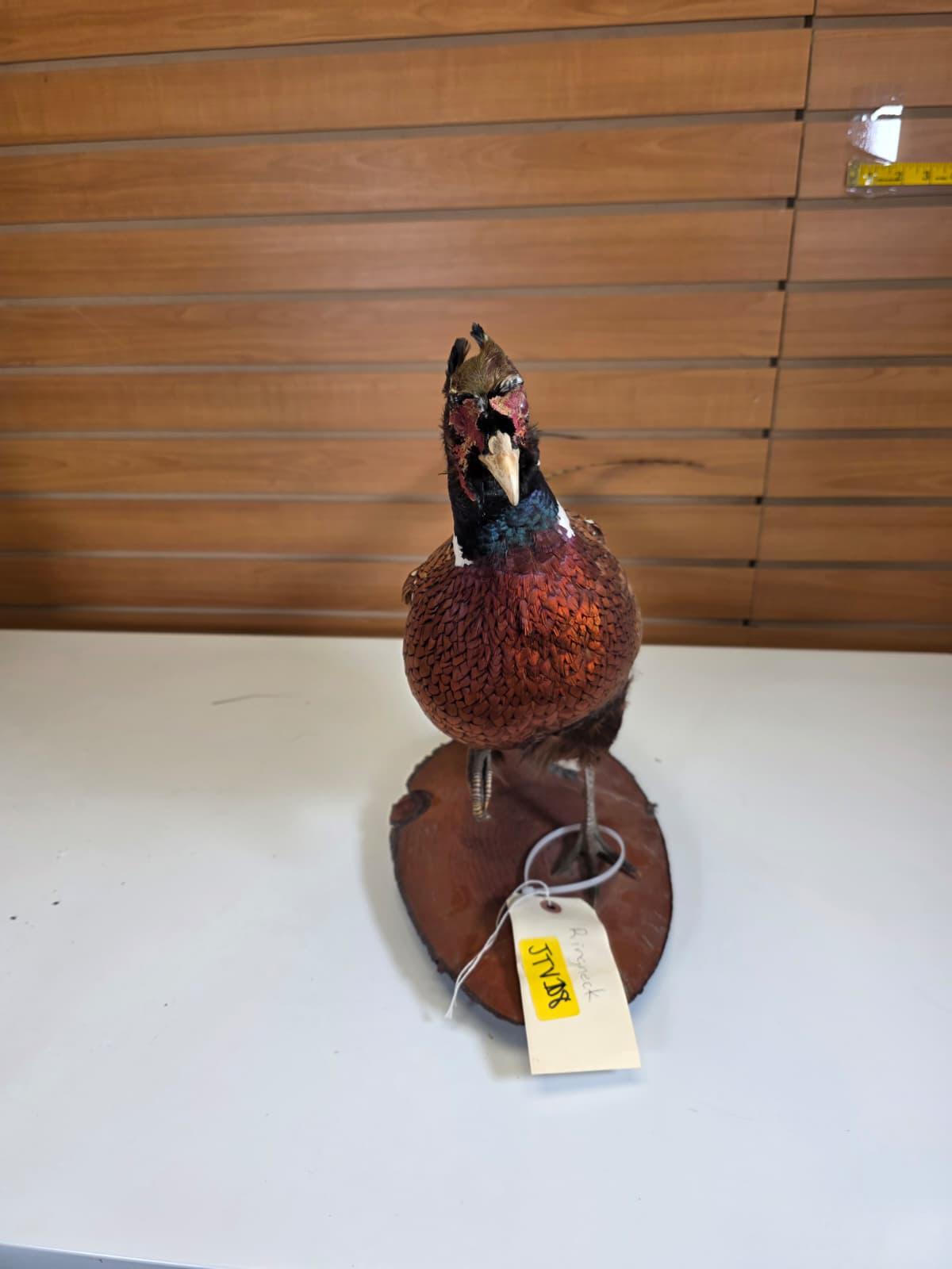 JTV108 - Ring-necked Pheasant Taxidermy Mount