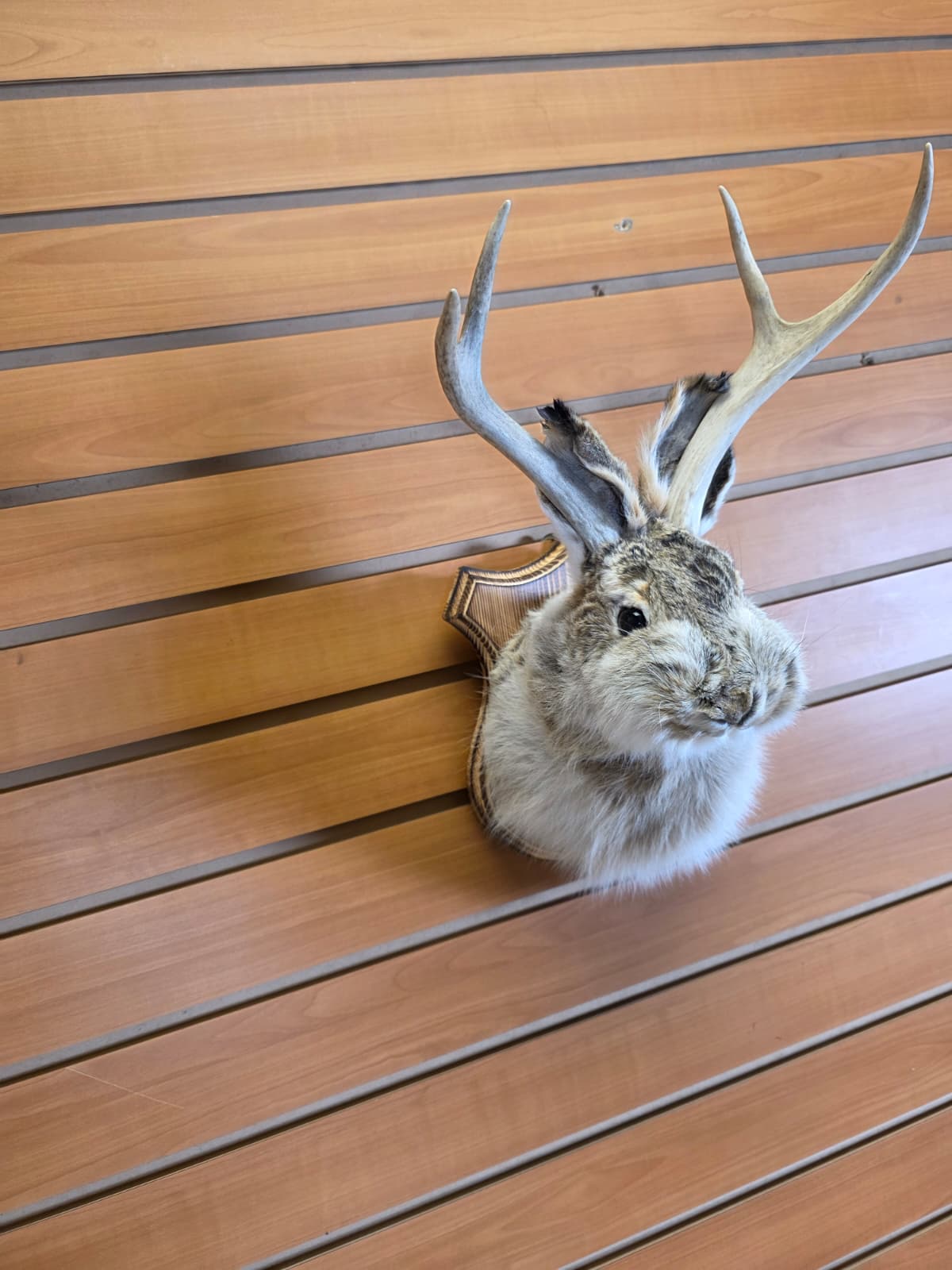 FHJK13 - Jackalope Head Taxidermy Mount