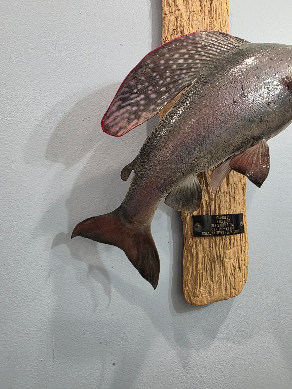 JTV302 - Arctic Grayling fish Taxidermy Mount