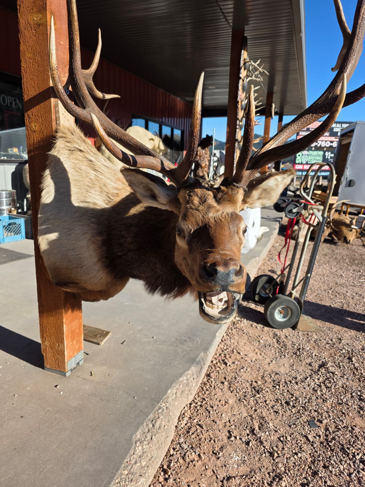 JTV298  - Elk Head Taxidermy Mount