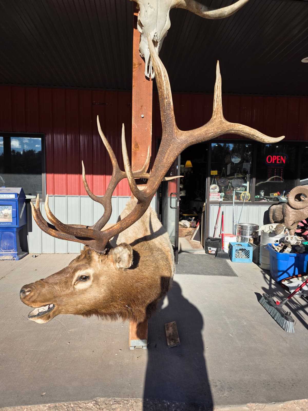 JTV298  - Elk Head Taxidermy Mount