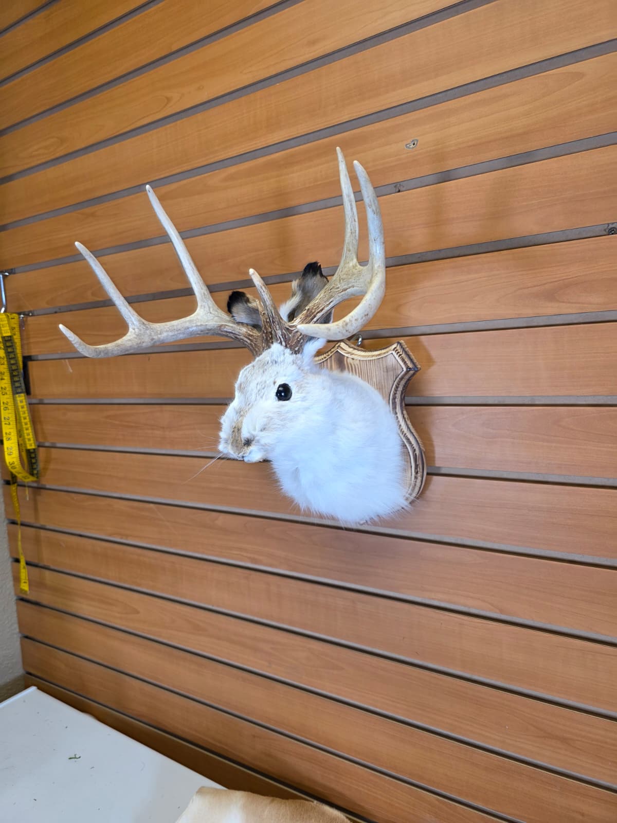 FHJK9 - Jackalope Head Taxidermy Mount