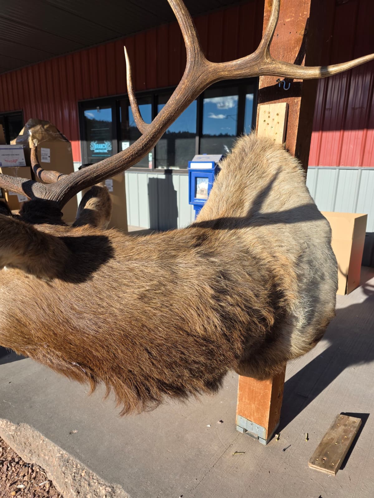 JTV298  - Elk Head Taxidermy Mount