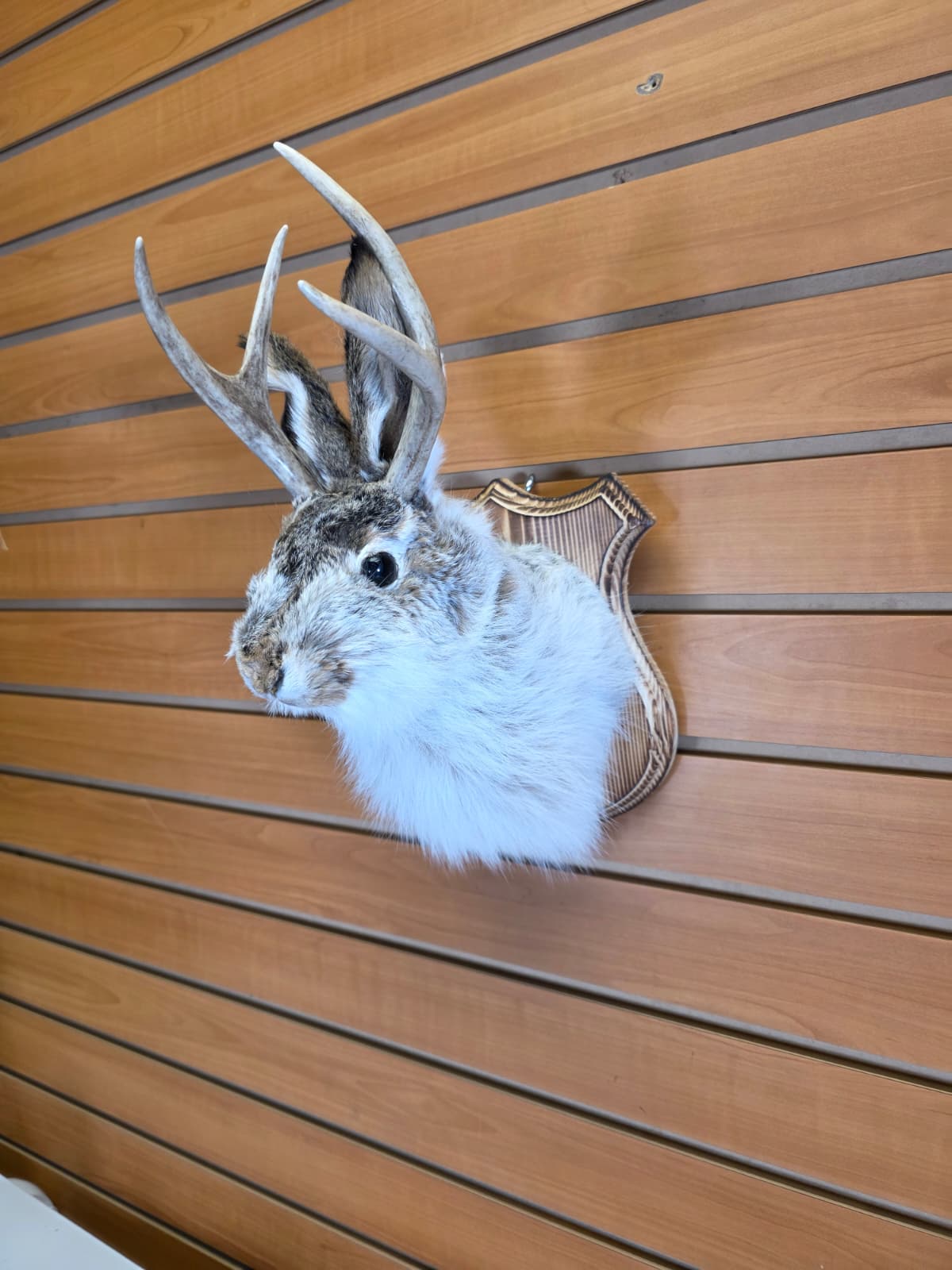 FHJK10 - Jackalope Head Taxidermy Mount