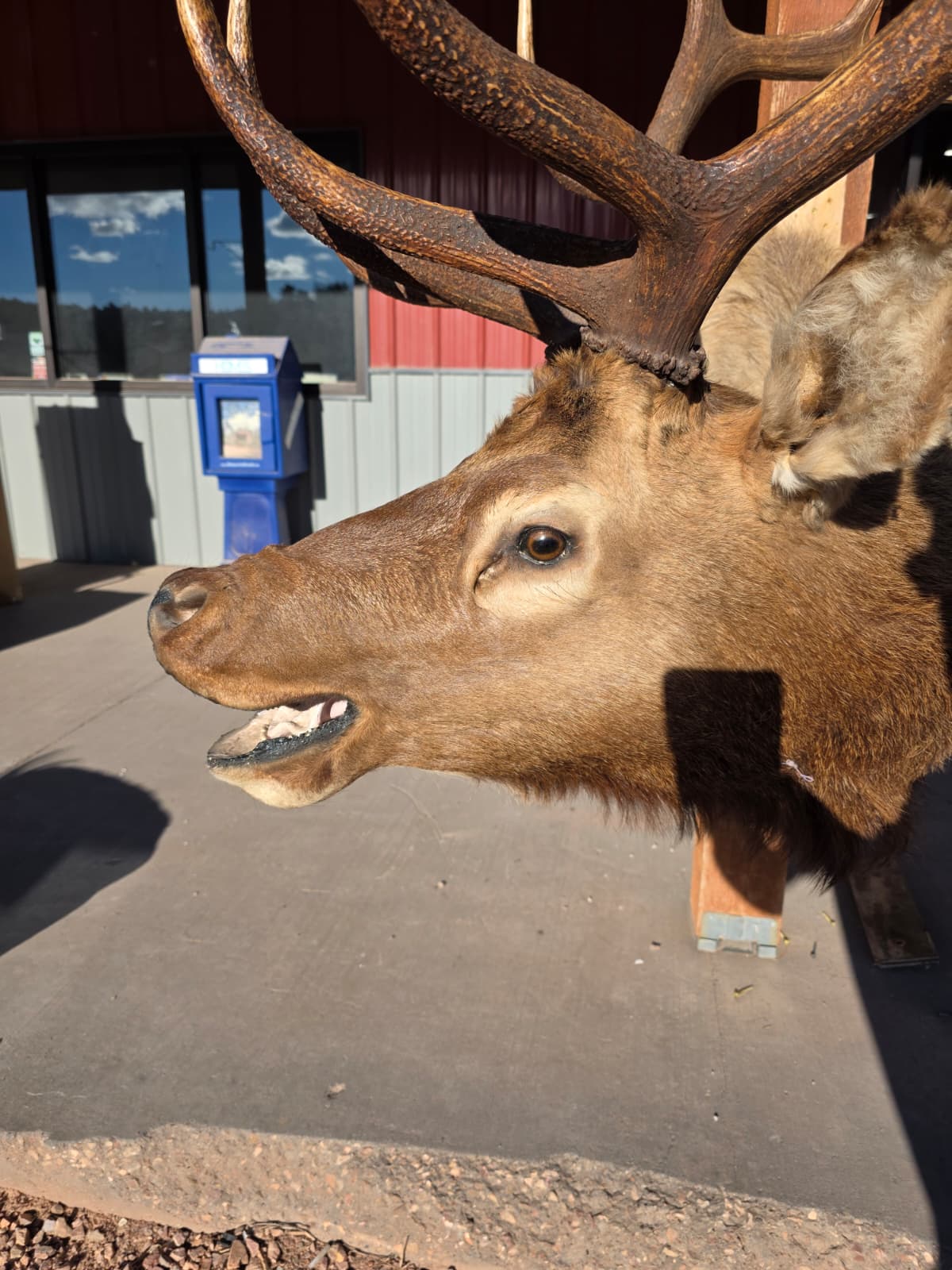 JTV298  - Elk Head Taxidermy Mount