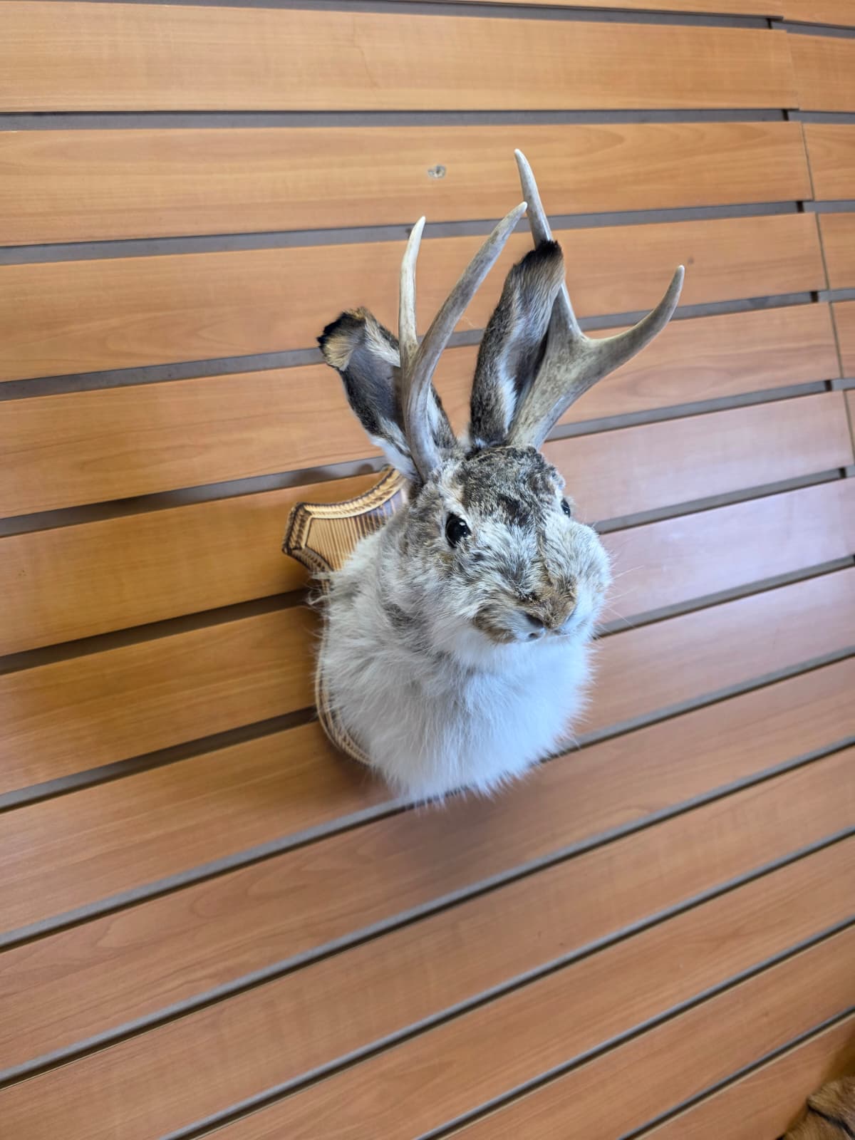 FHJK10 - Jackalope Head Taxidermy Mount