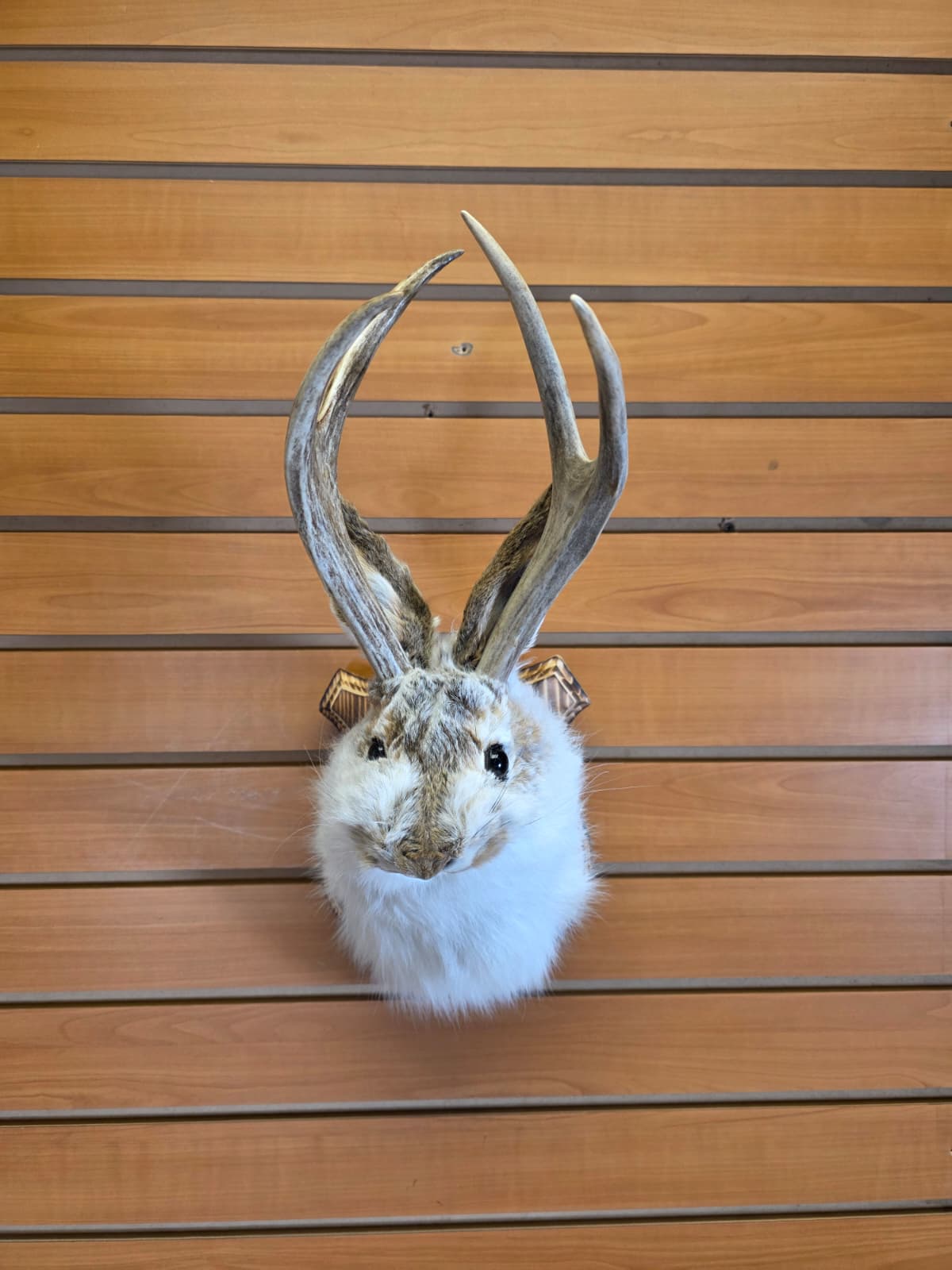 FHJK1 - Jackalope Head Taxidermy Mount