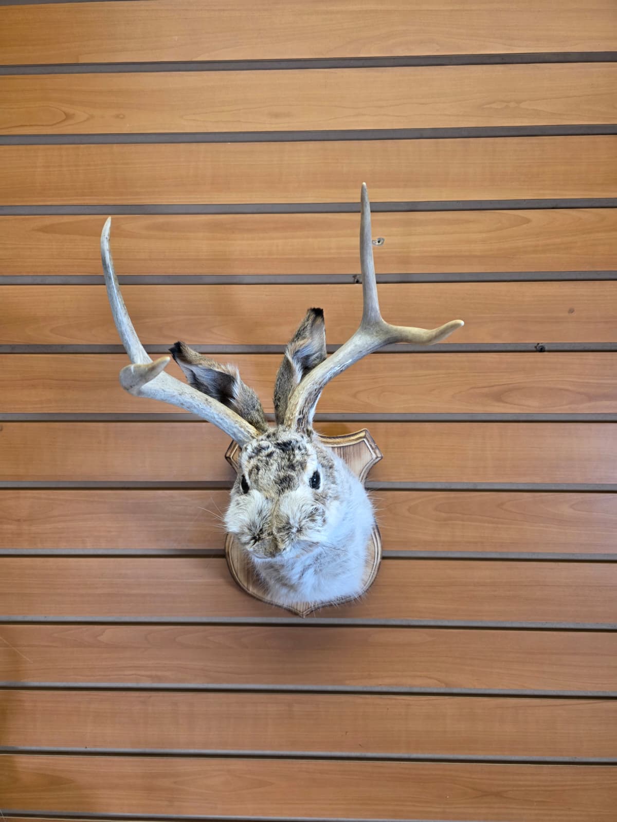 FHJK4 - Jackalope Head Taxidermy Mount