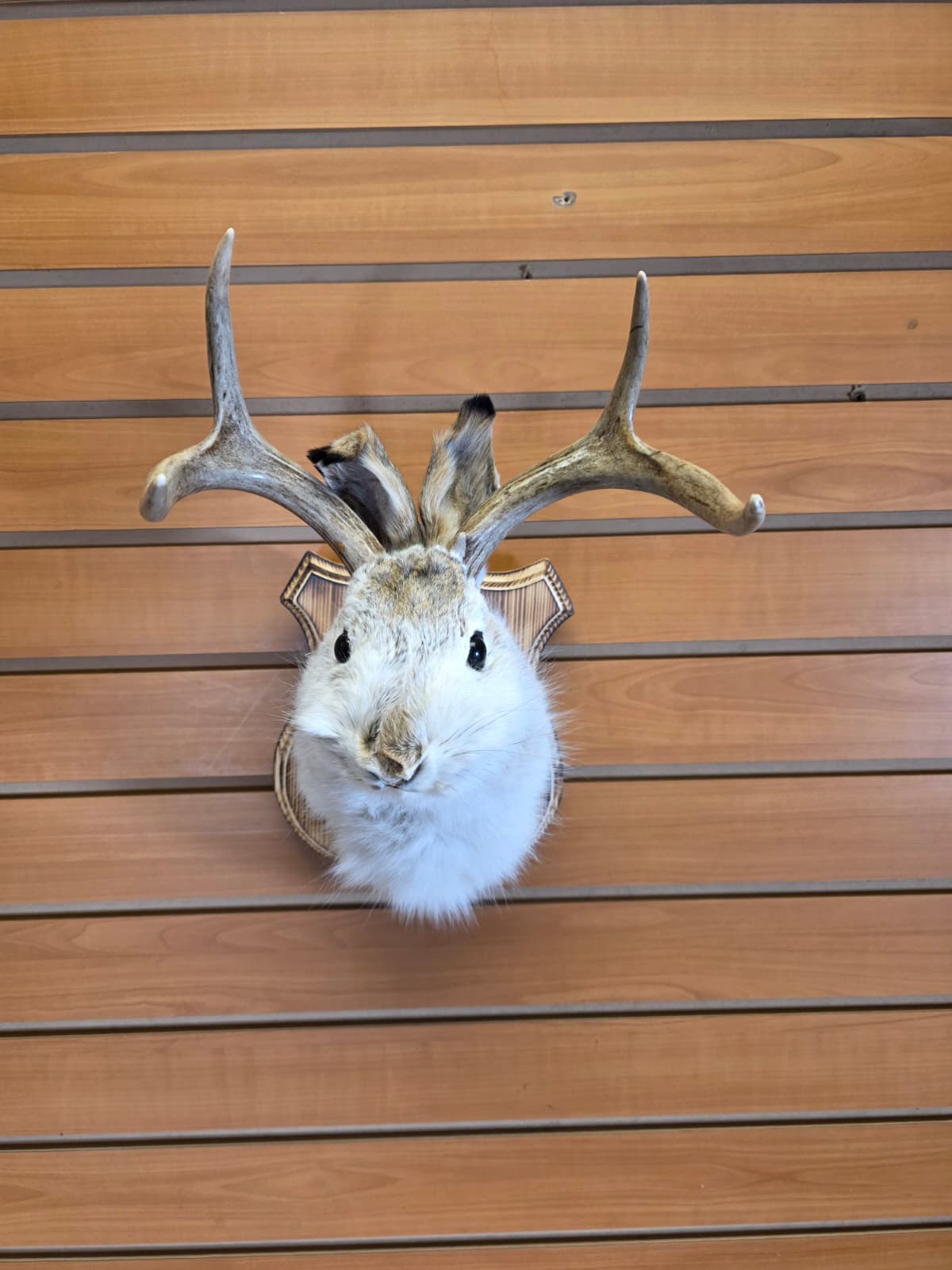 FHJK2 - Jackalope Head Taxidermy Mount