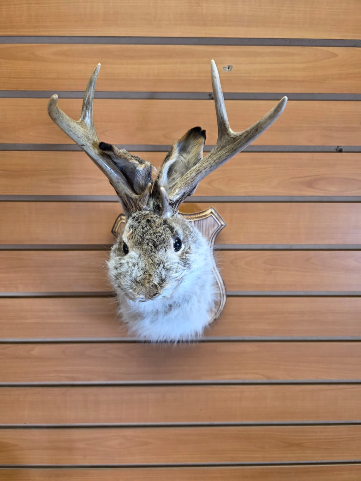 FHJK3 - Jackalope Head Taxidermy Mount