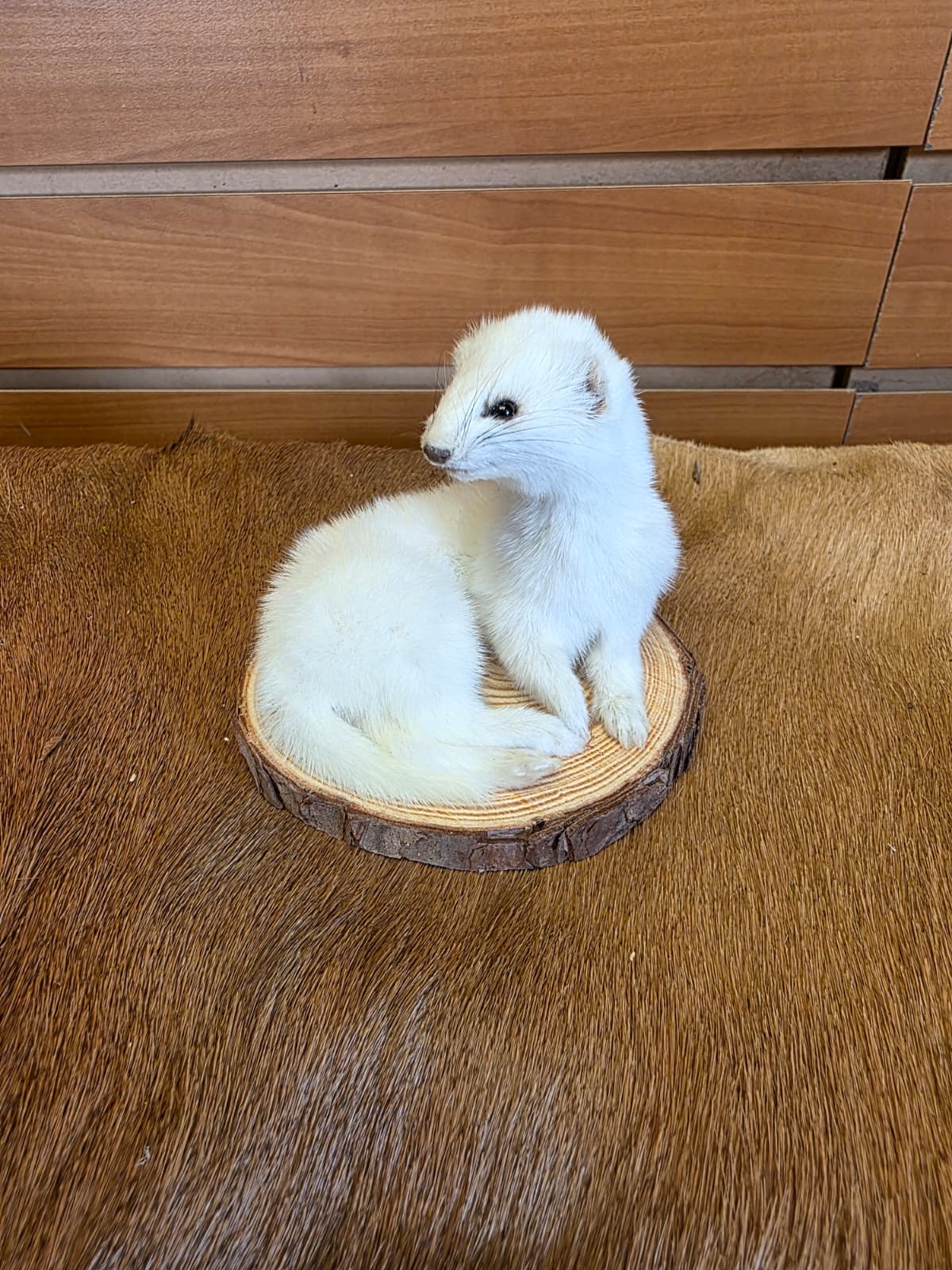 FHCK137 - Beautiful Adorable Weasel Ermine Small Animal Taxidermy