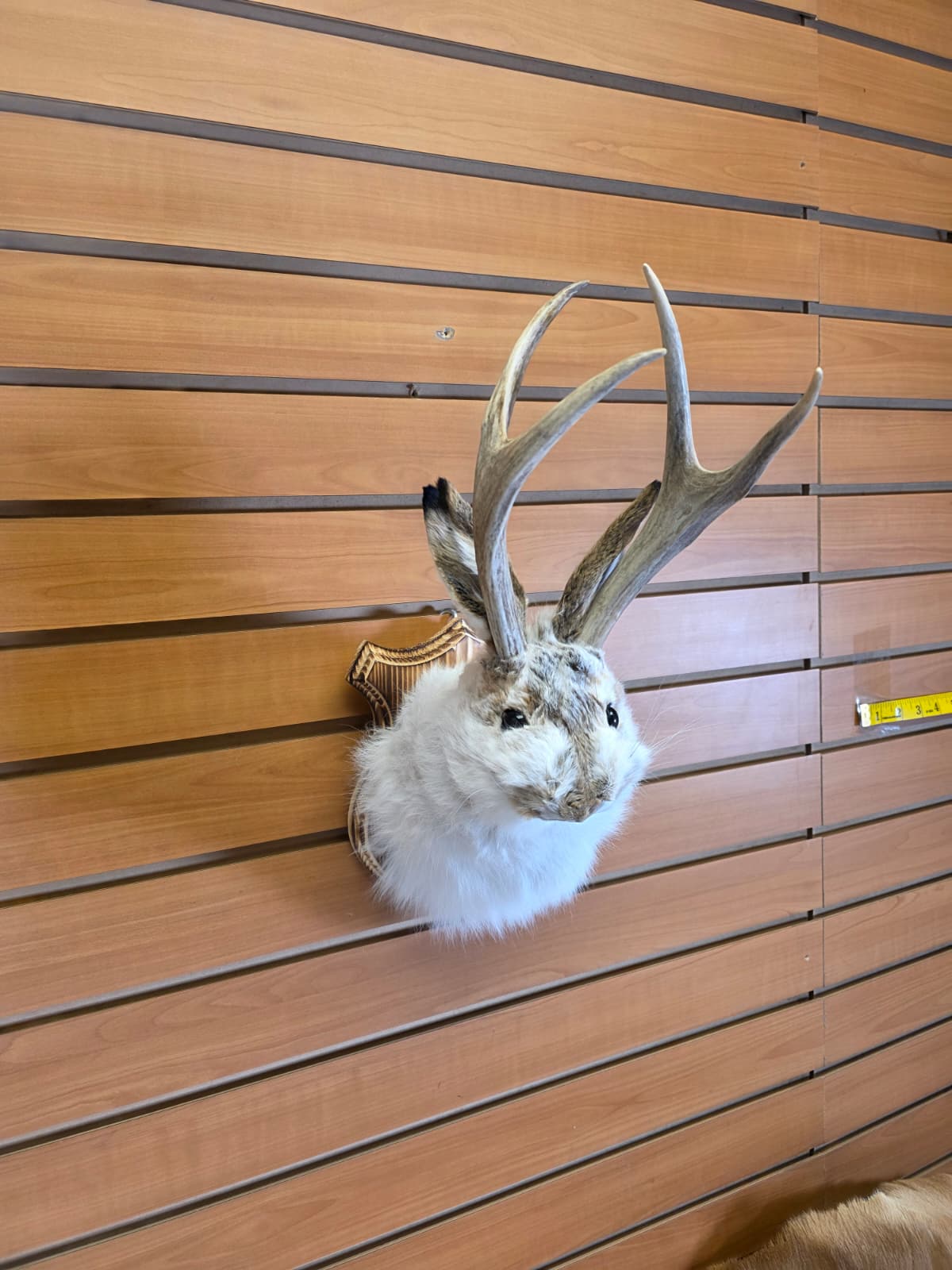 FHJK1 - Jackalope Head Taxidermy Mount