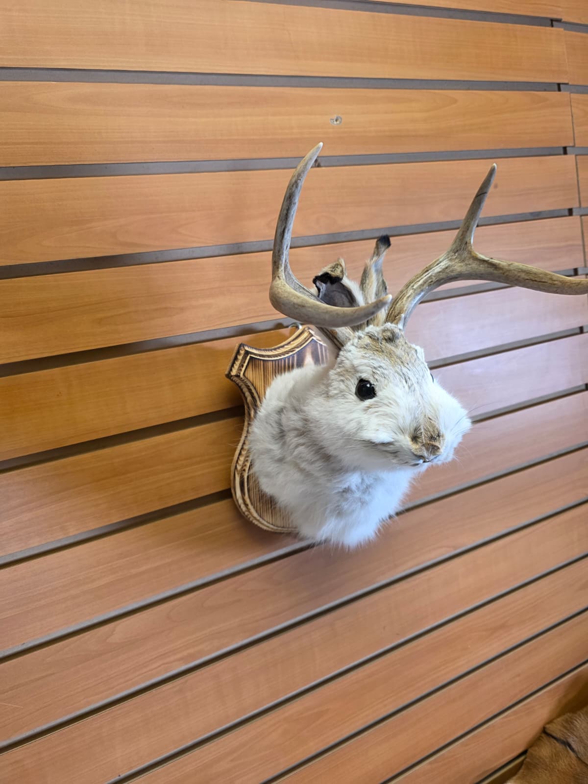 FHJK2 - Jackalope Head Taxidermy Mount