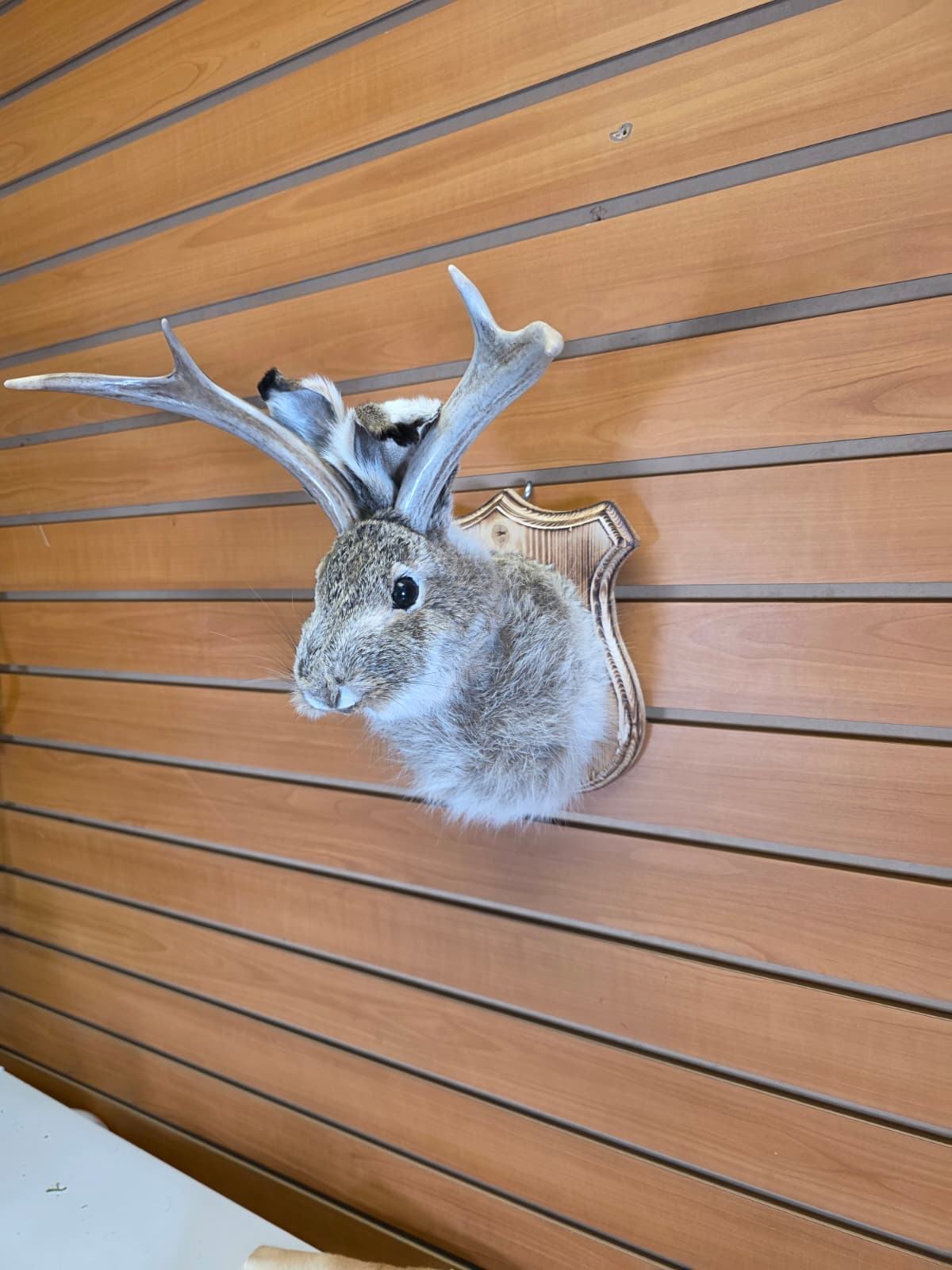FHJK5 - Jackalope Head Taxidermy Mount