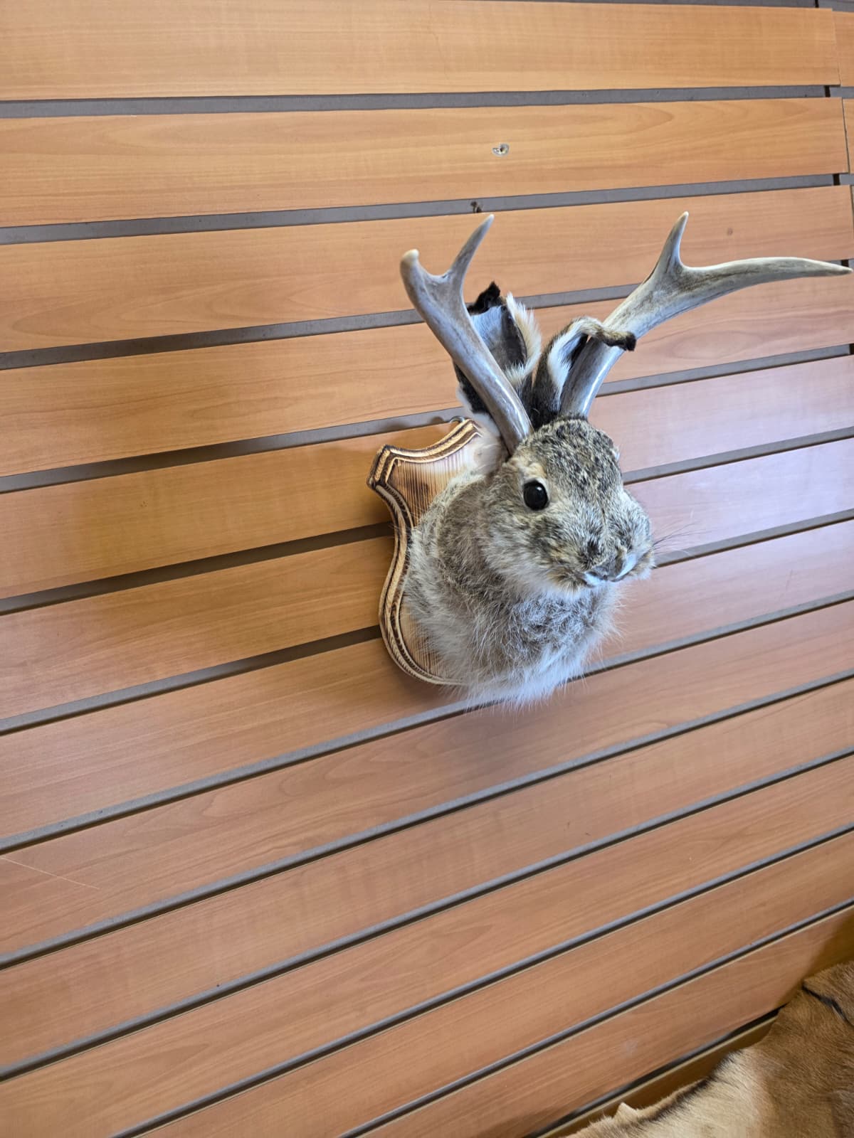 FHJK5 - Jackalope Head Taxidermy Mount