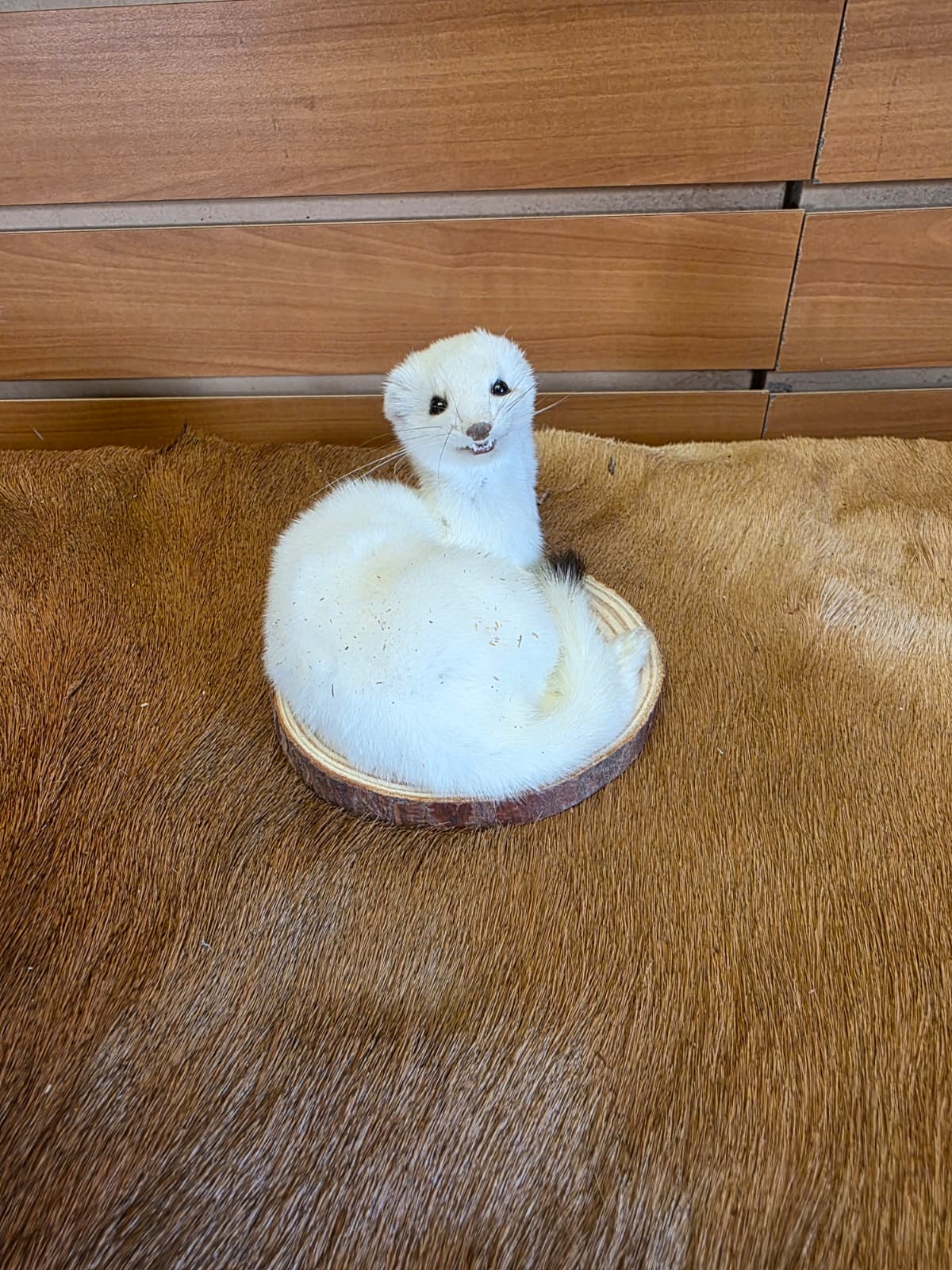 FHCK138 - Beautiful Adorable Weasel Ermine Small Animal Taxidermy