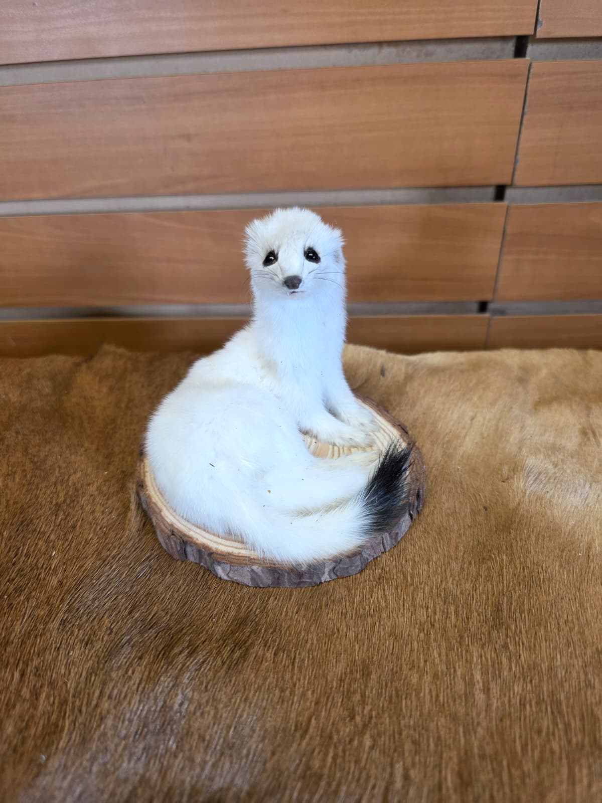 FHCK135 - Beautiful Adorable Weasel Ermine Small Animal Taxidermy